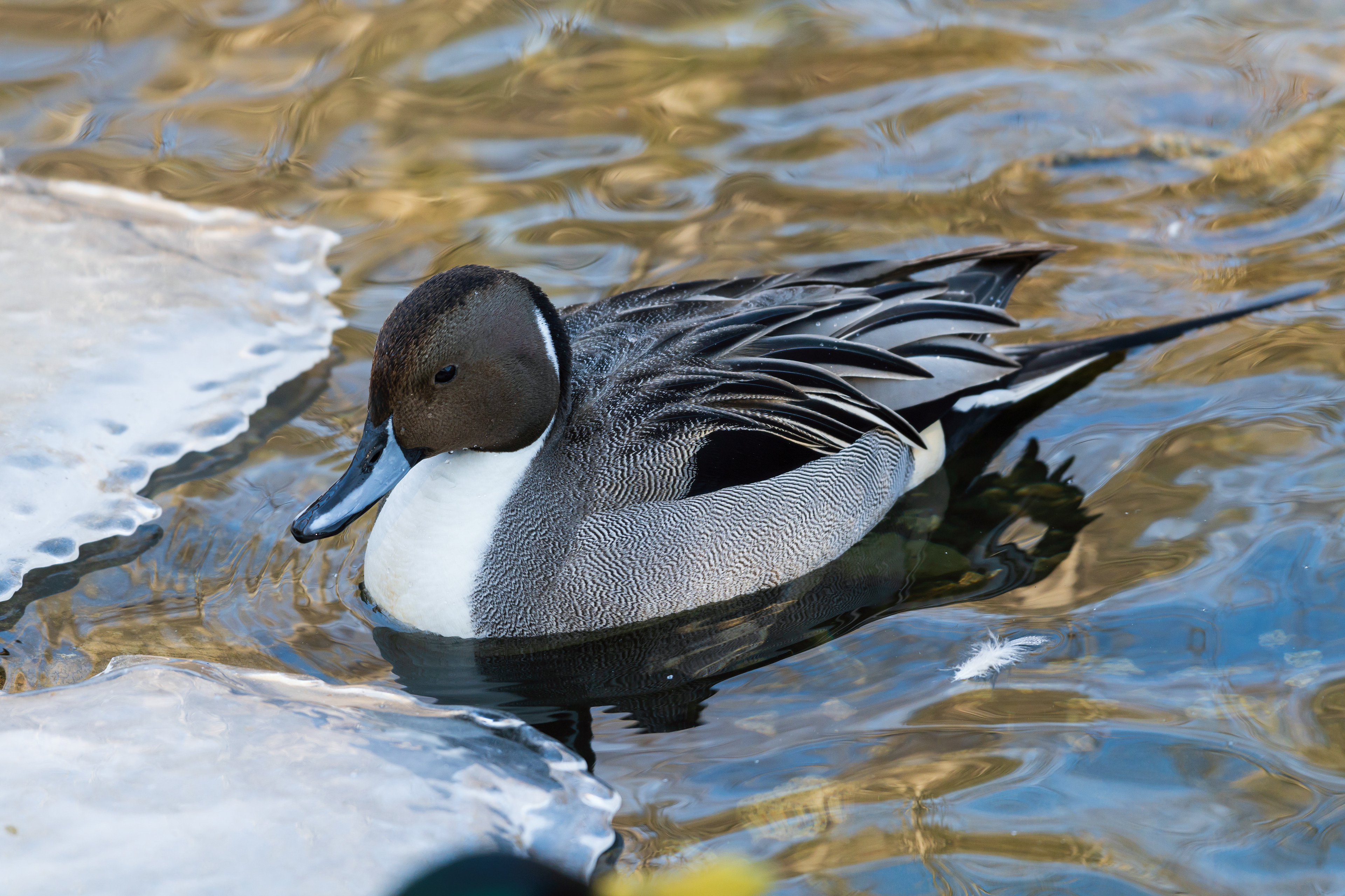 PINTAIL ©2020