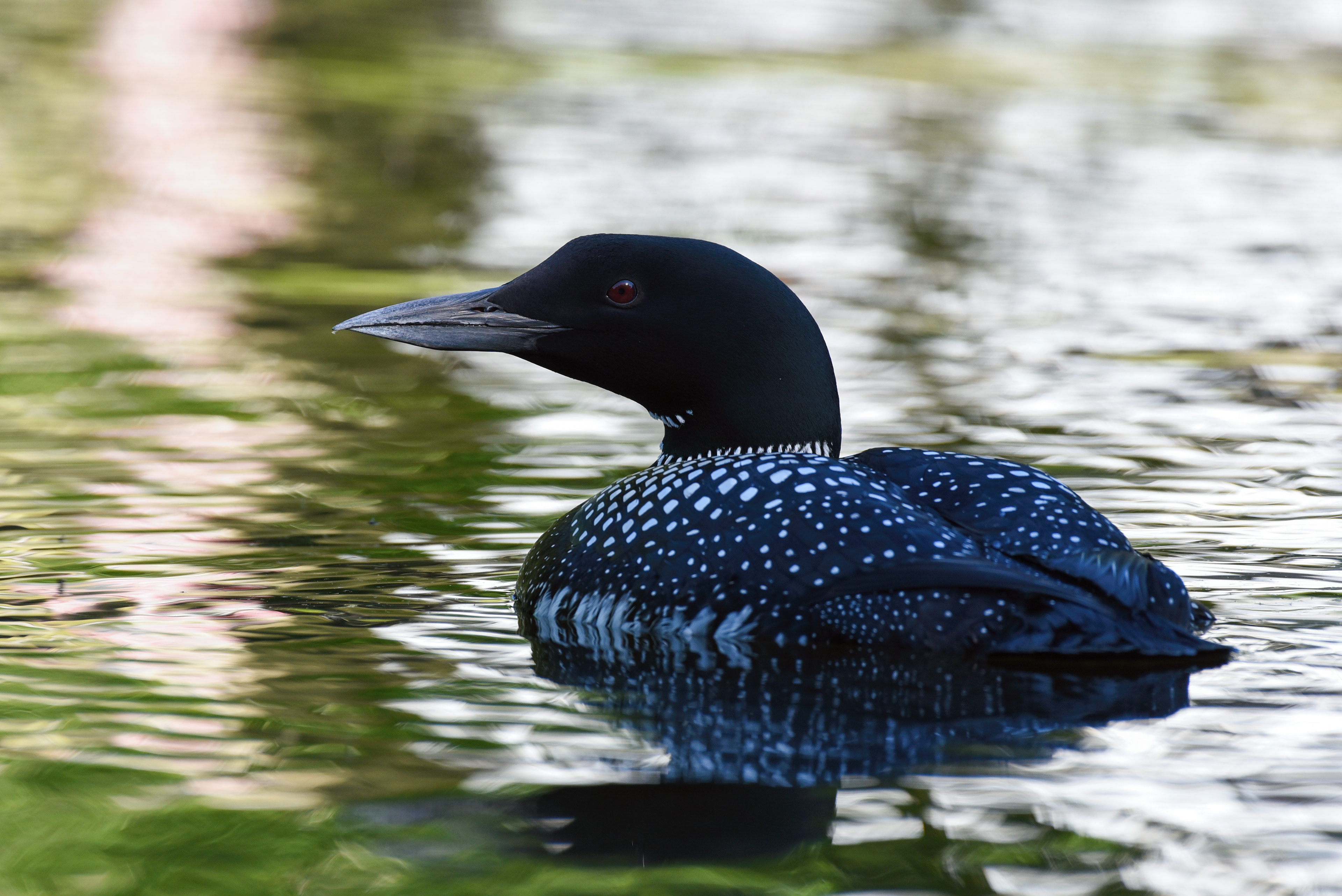 LOON ©2020