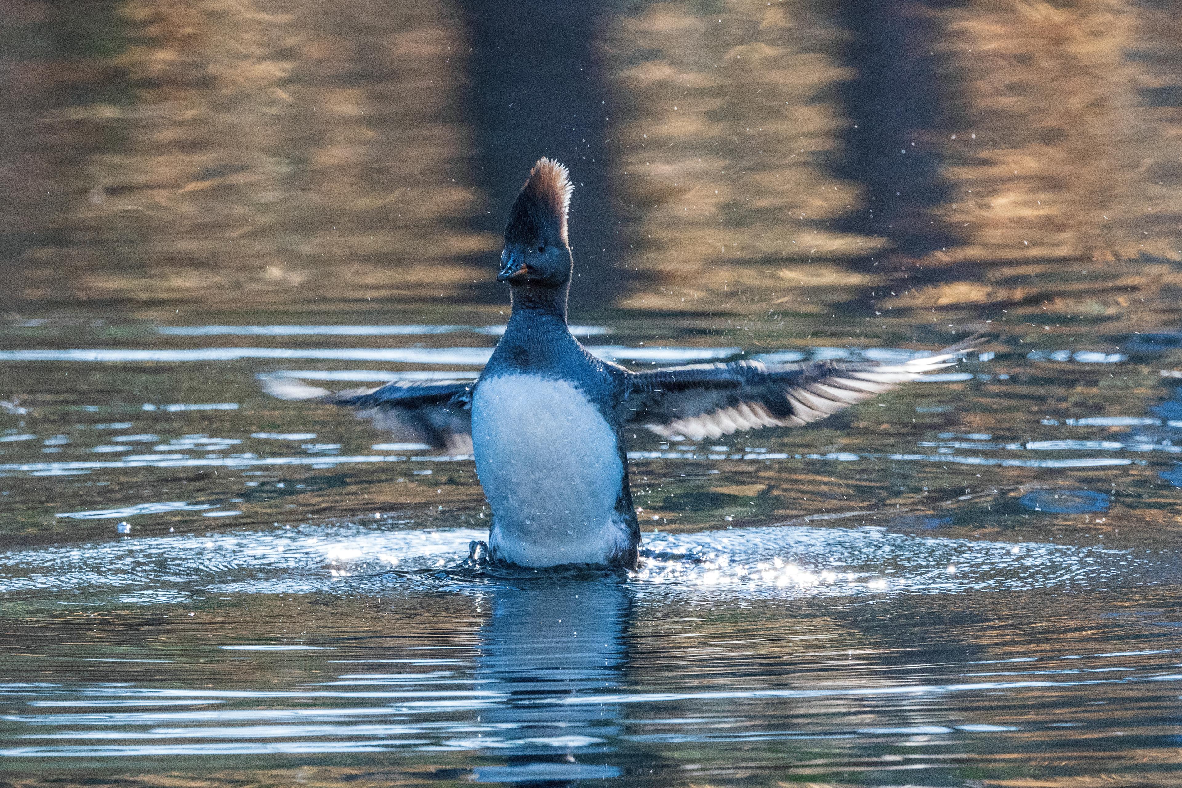 HOODED MERGANSER (Female) ©2021