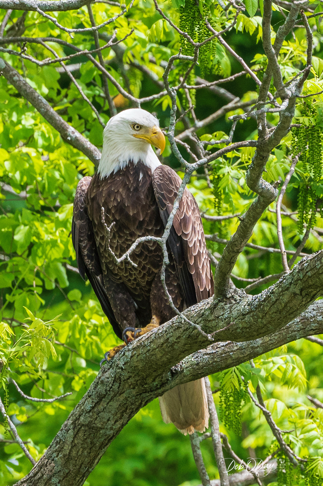 BALD EAGLE ©2022