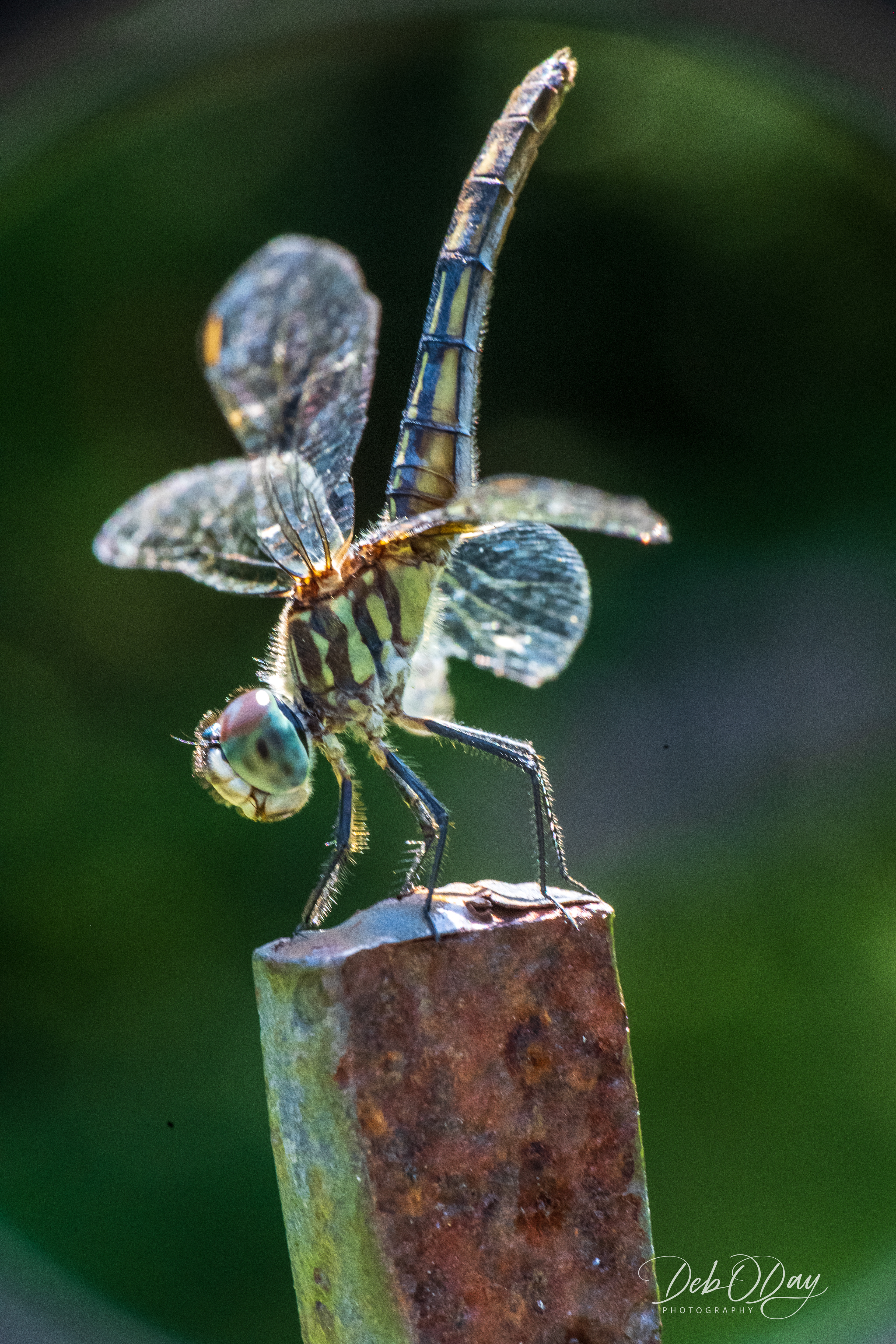 Dragonfly