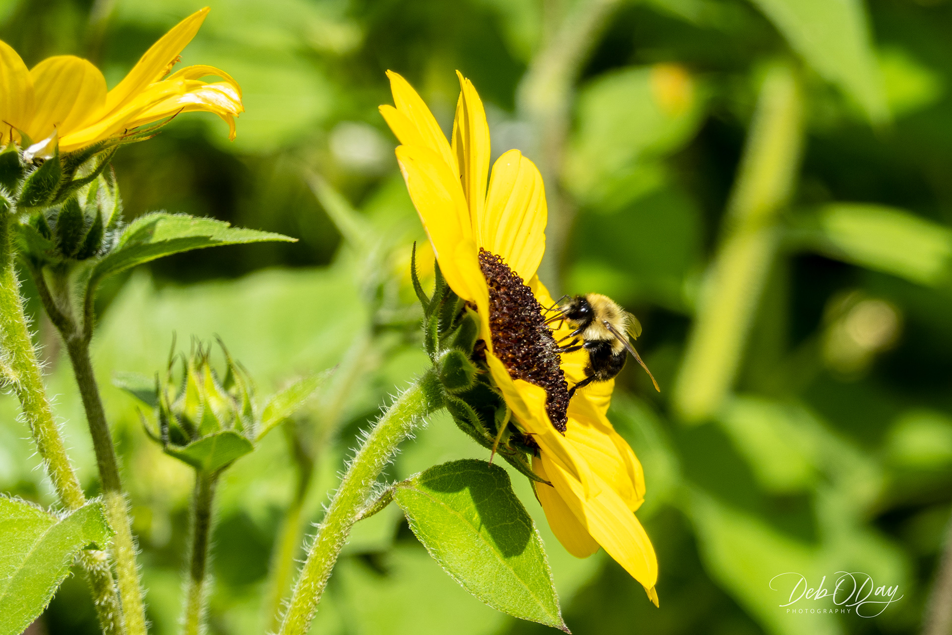 Sunflower (Sunfinity)