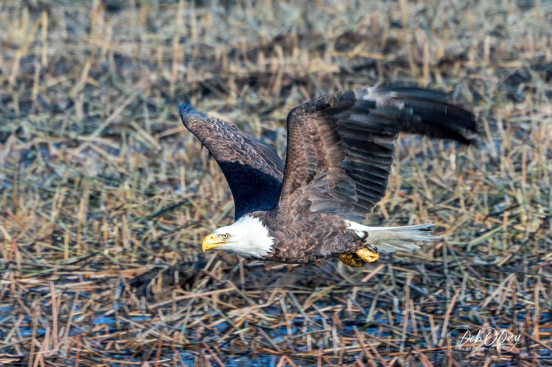 BALD EAGLE  ©2023