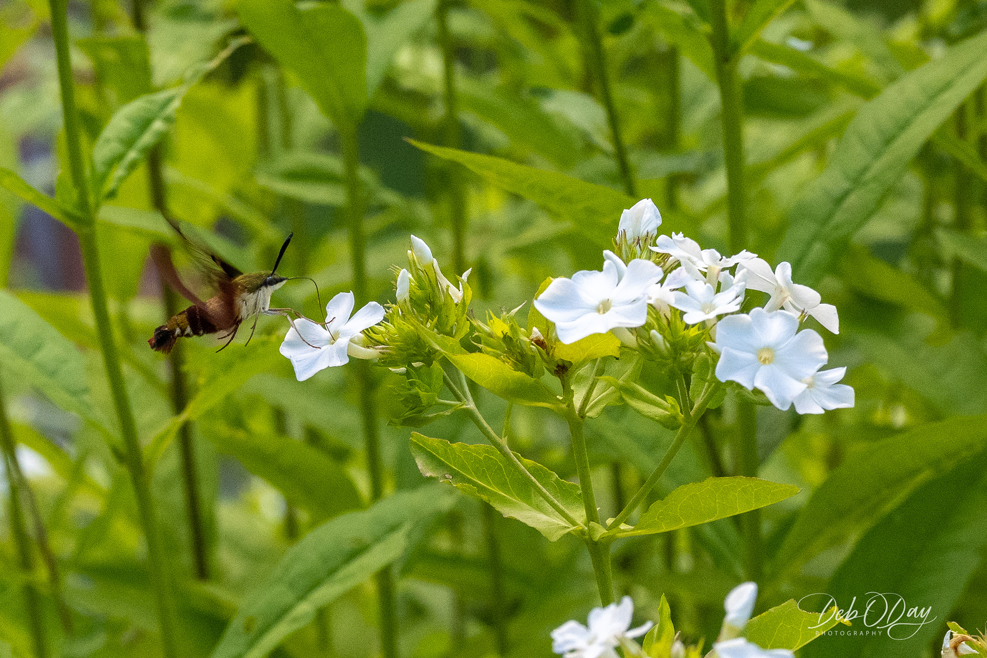 Phlox (w/ Hummingbird Moth)