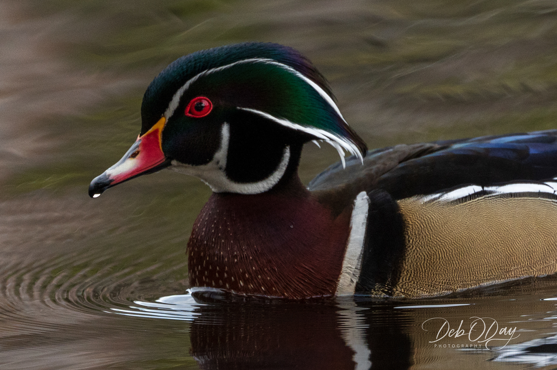 WOOD DUCK ©2021