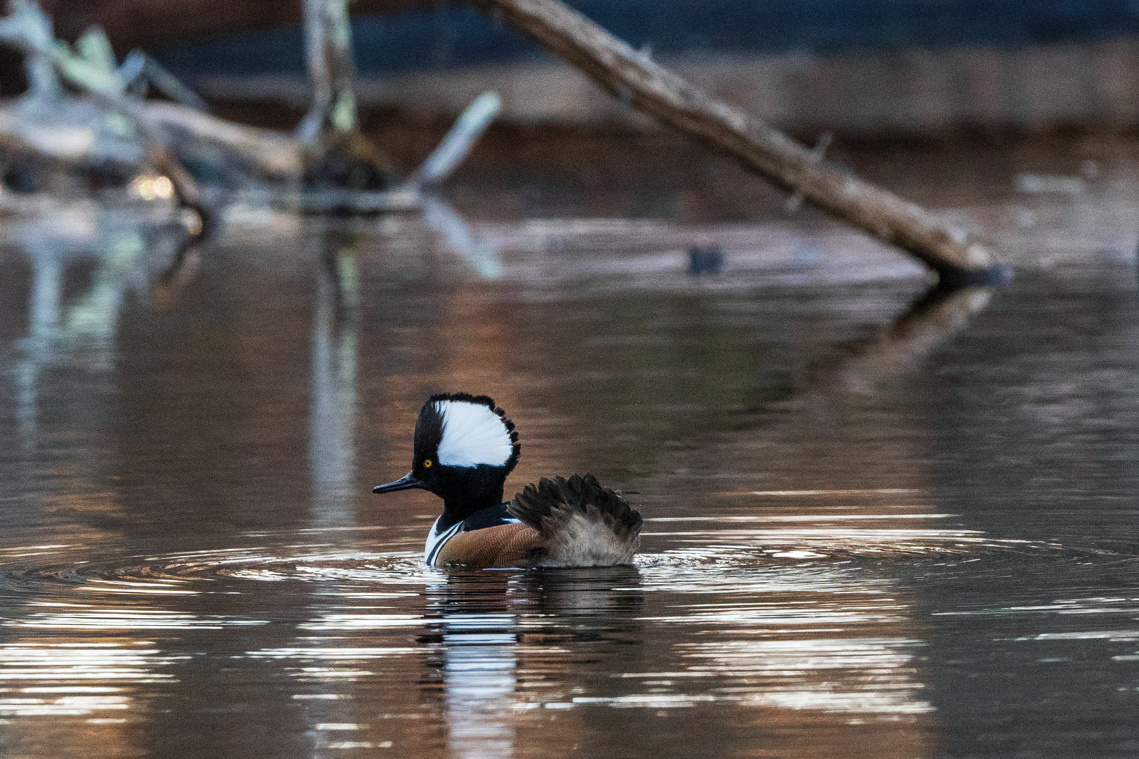 HOODED MERGANSER (Male) ©2021