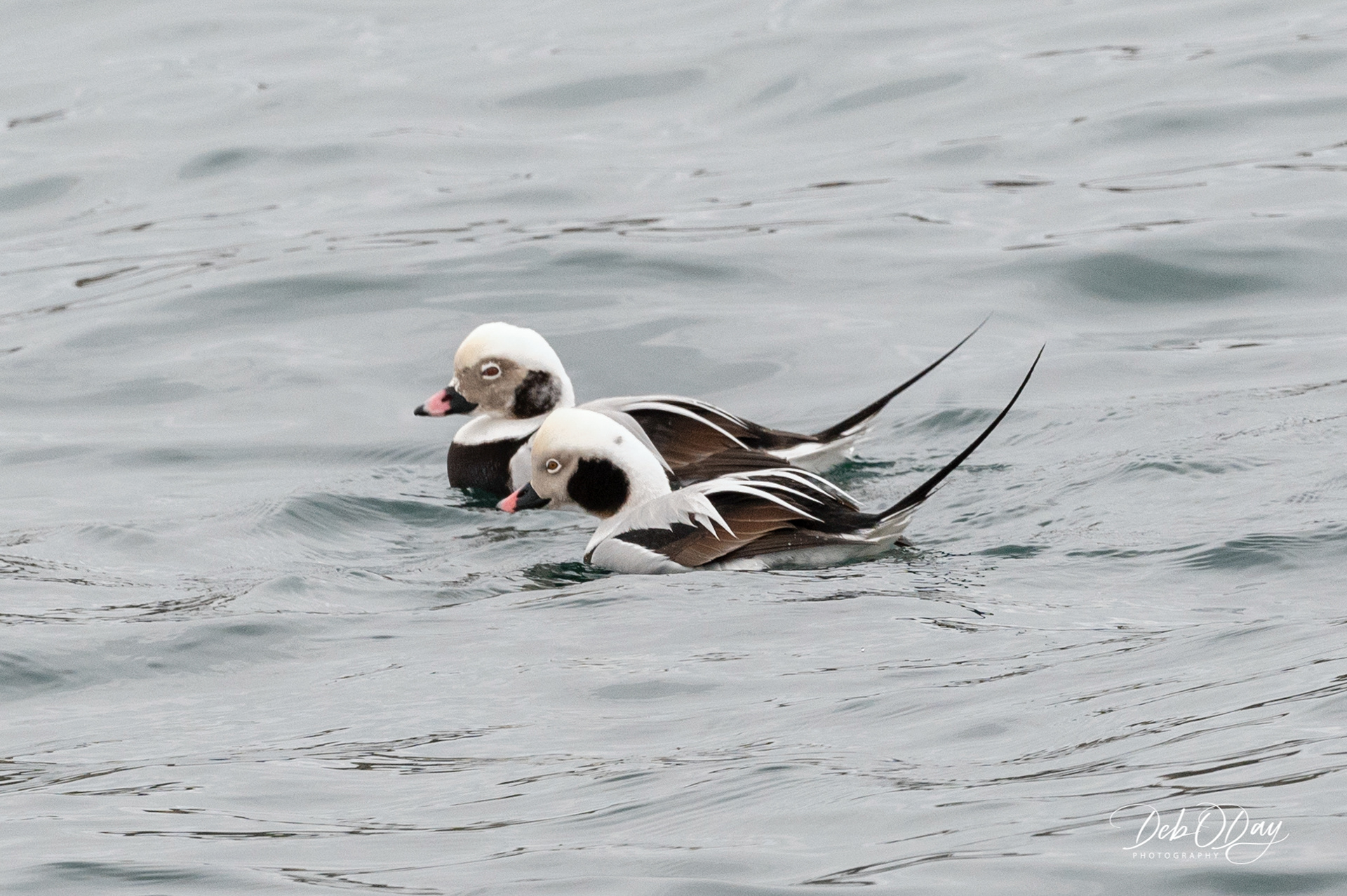 LONG TAILED DUCKS ©2021