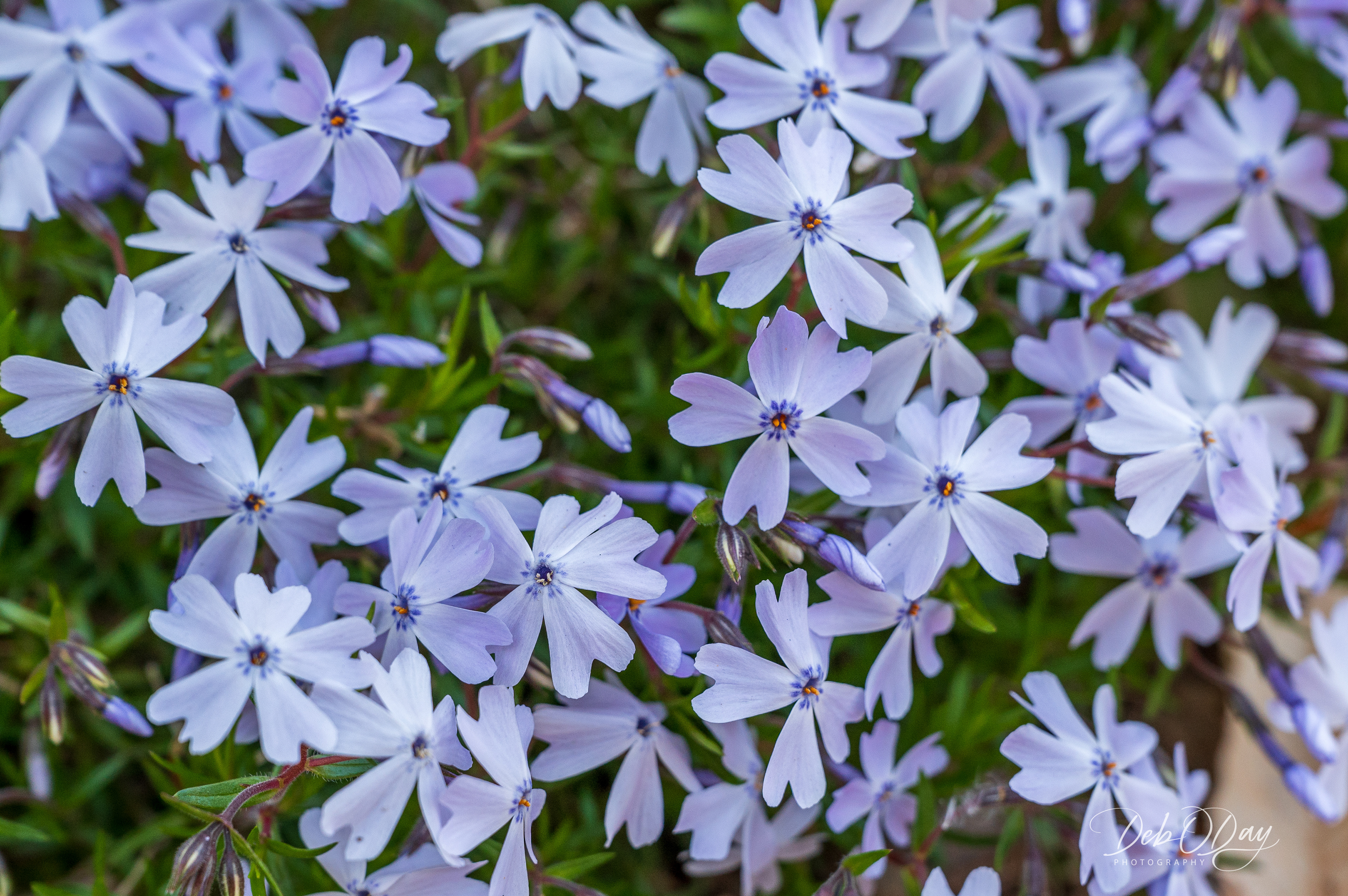 Phlox (Ground Phlox)