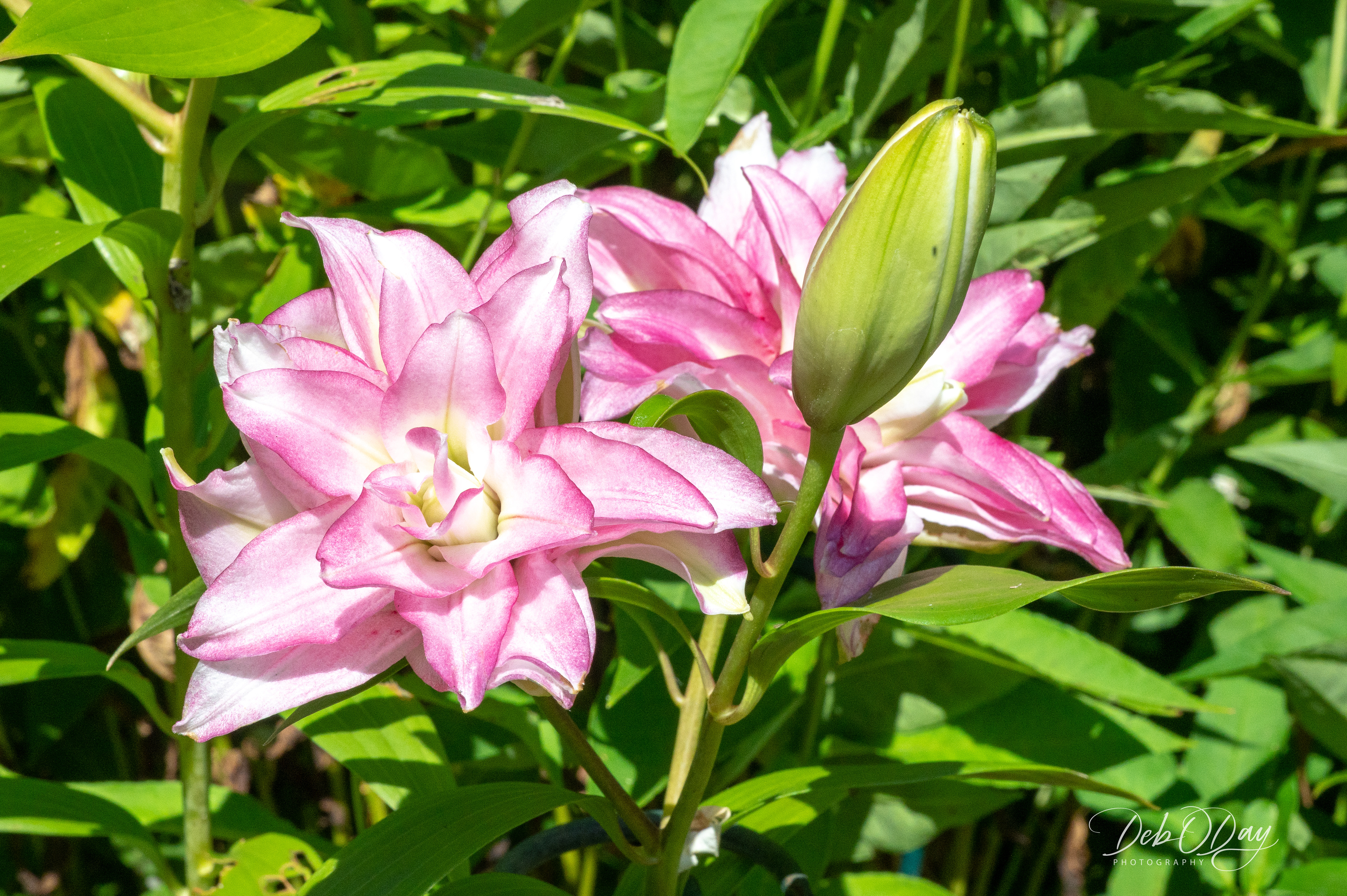 Oriental Lily - Double