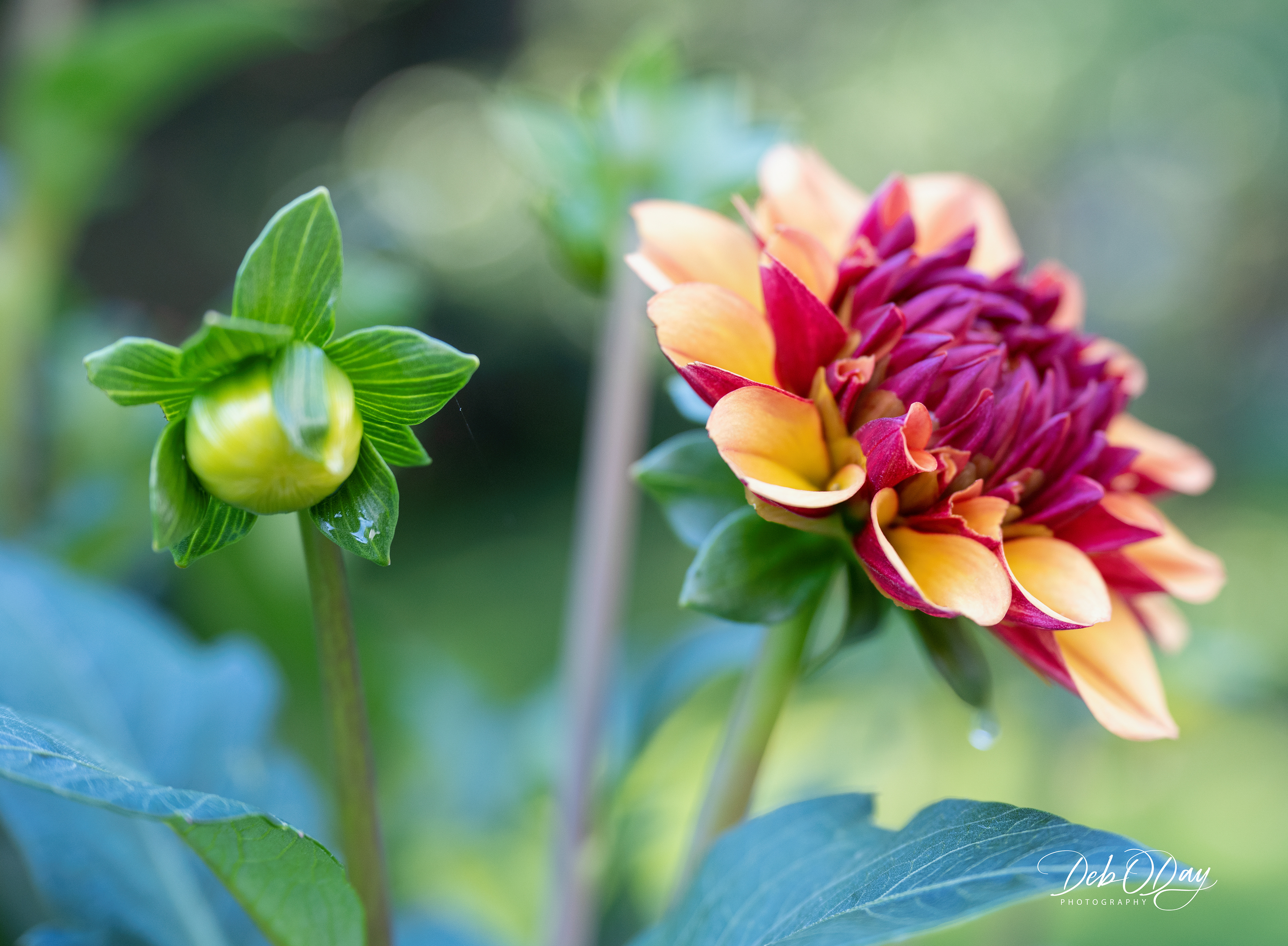 Dahlia American Sunset