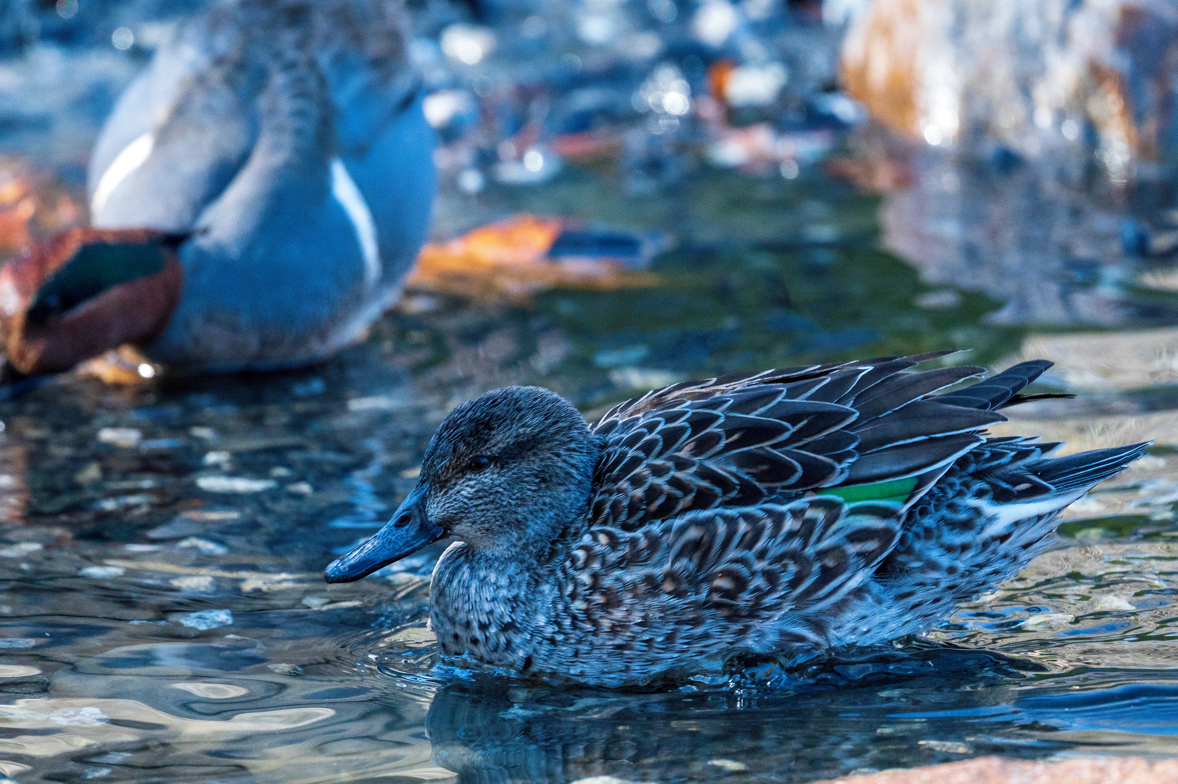 TEAL DUCKS ©2020