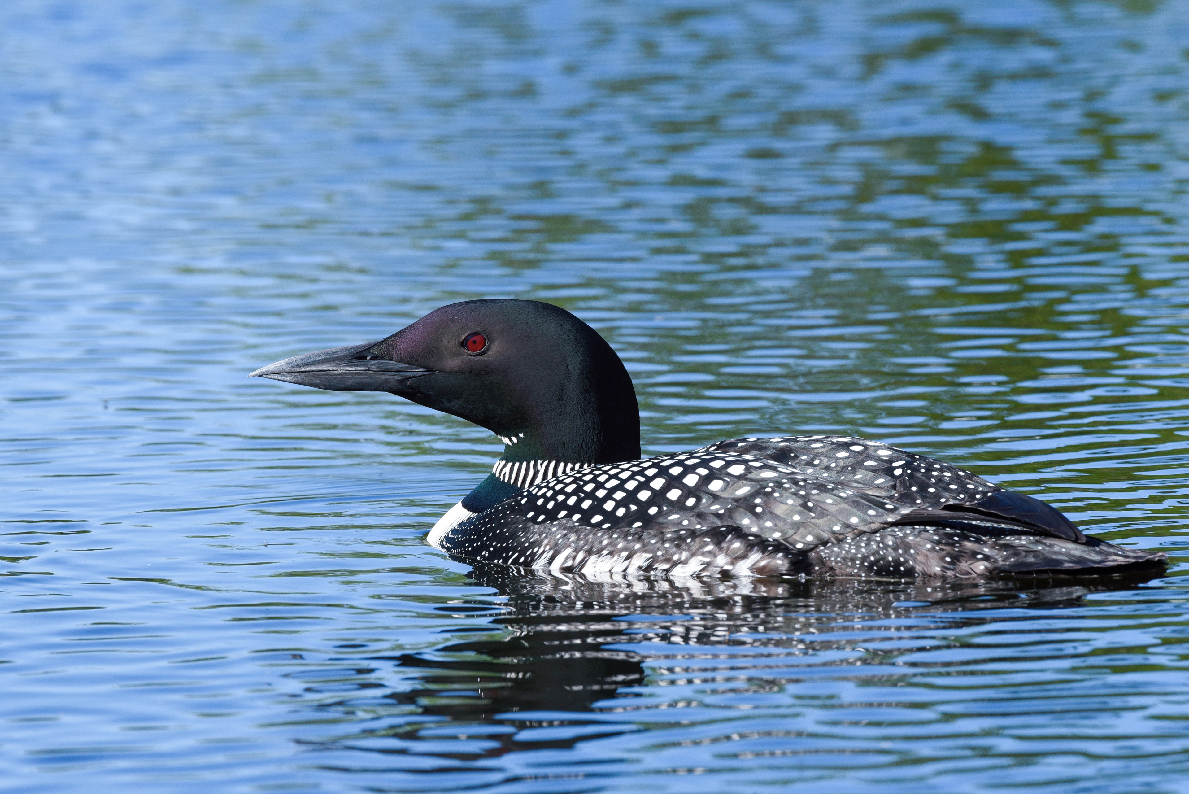 LOON ©2020