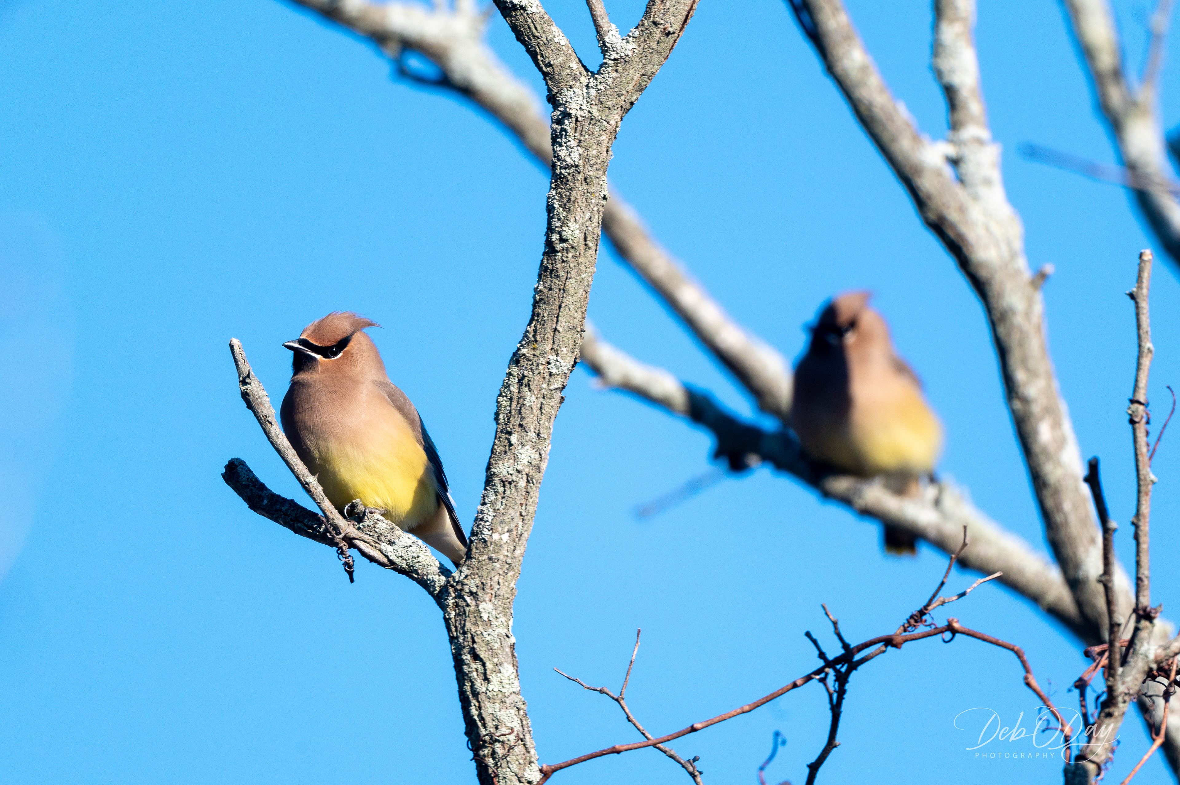 Cedar Waxwings at Plum Island