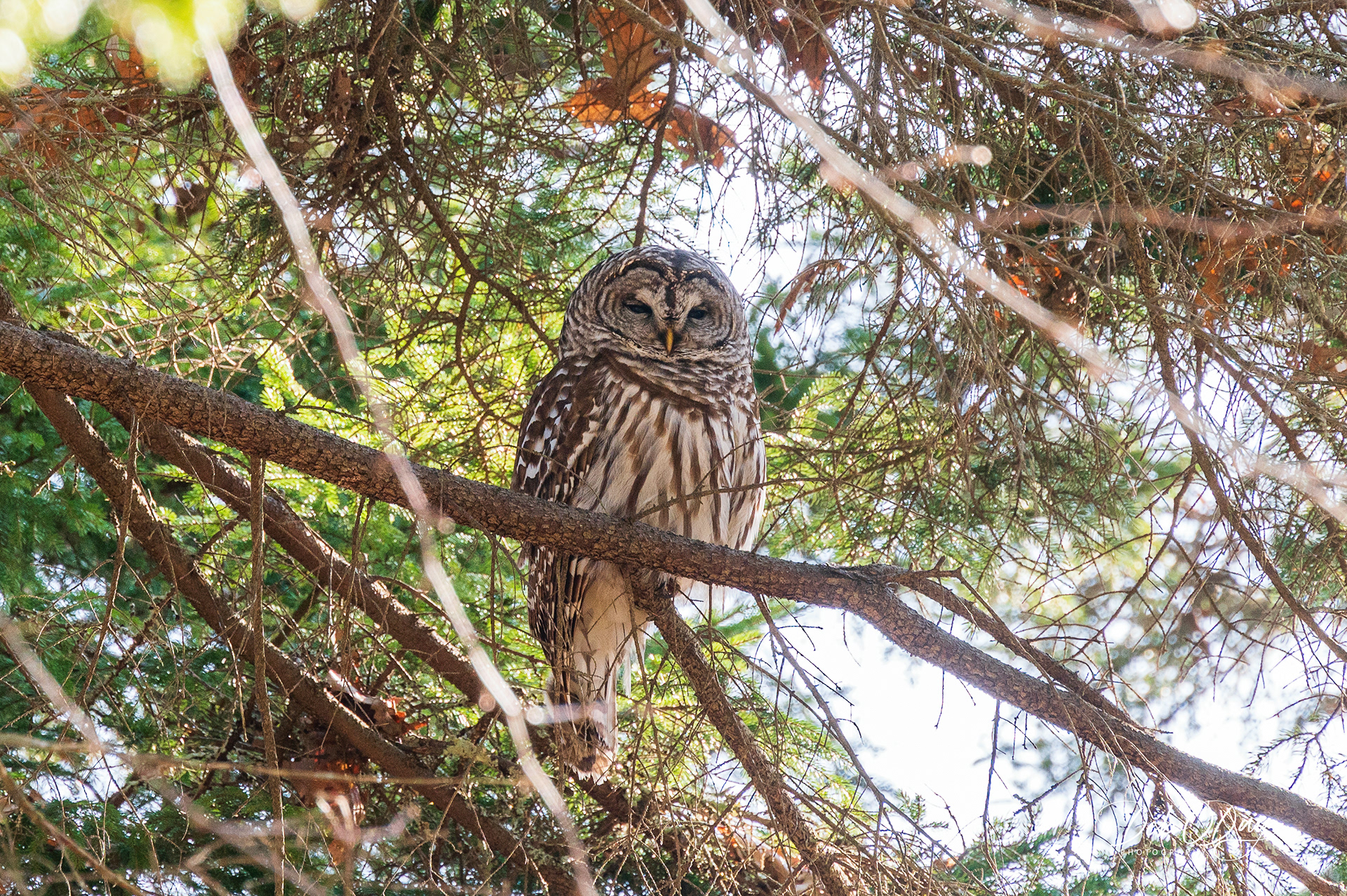 BARRED OWL ©2021