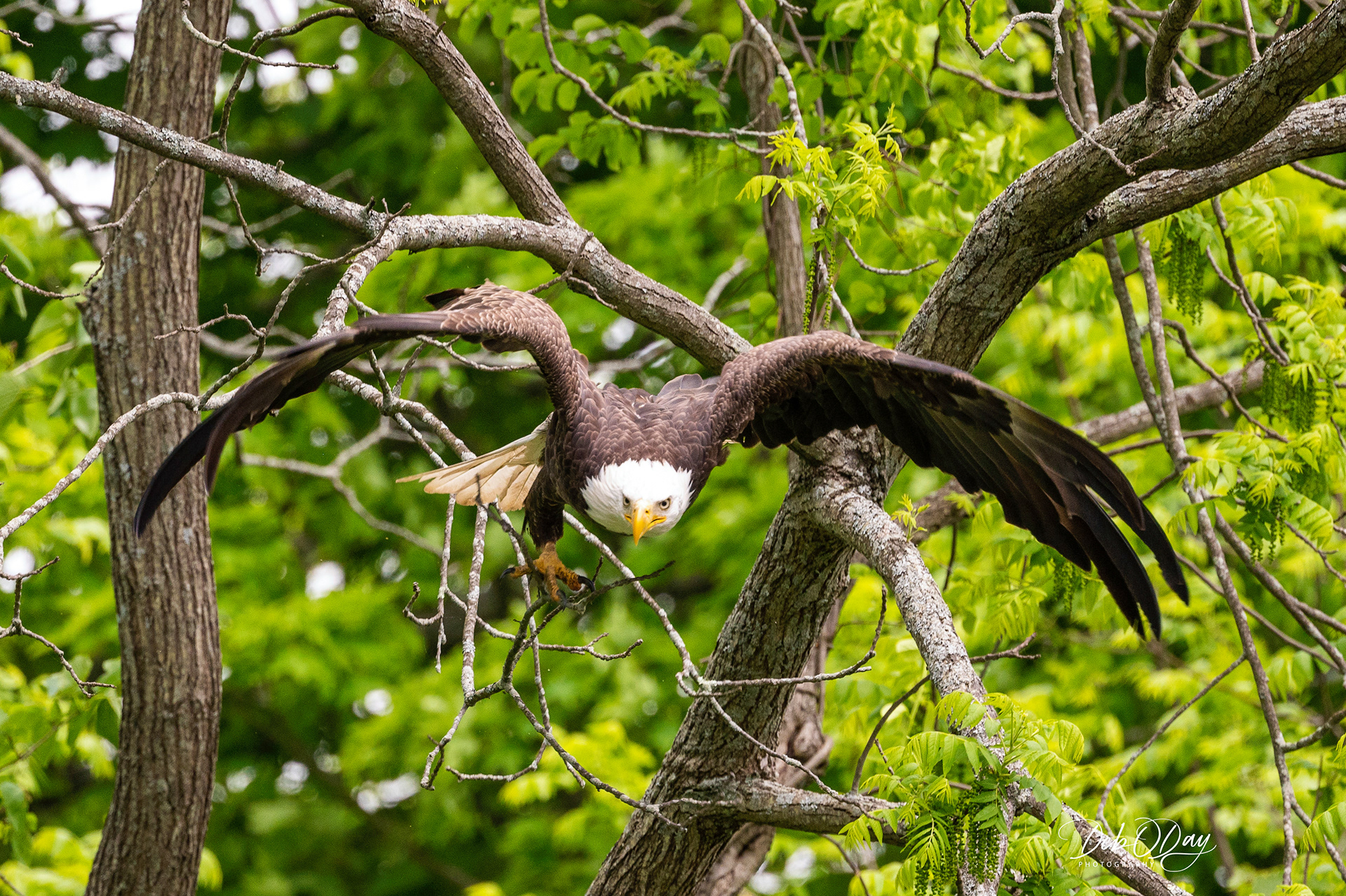 BALD EAGLE ©2022