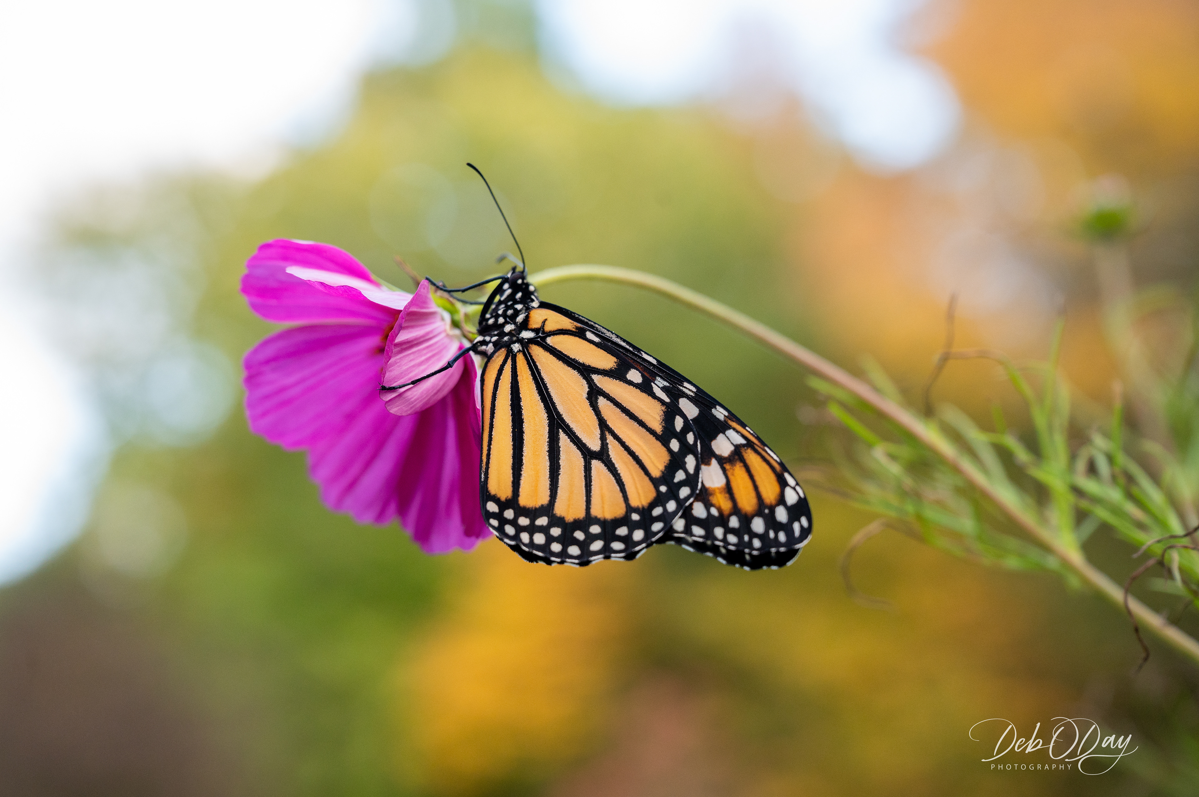 Cosmos - newly hatched Monarch