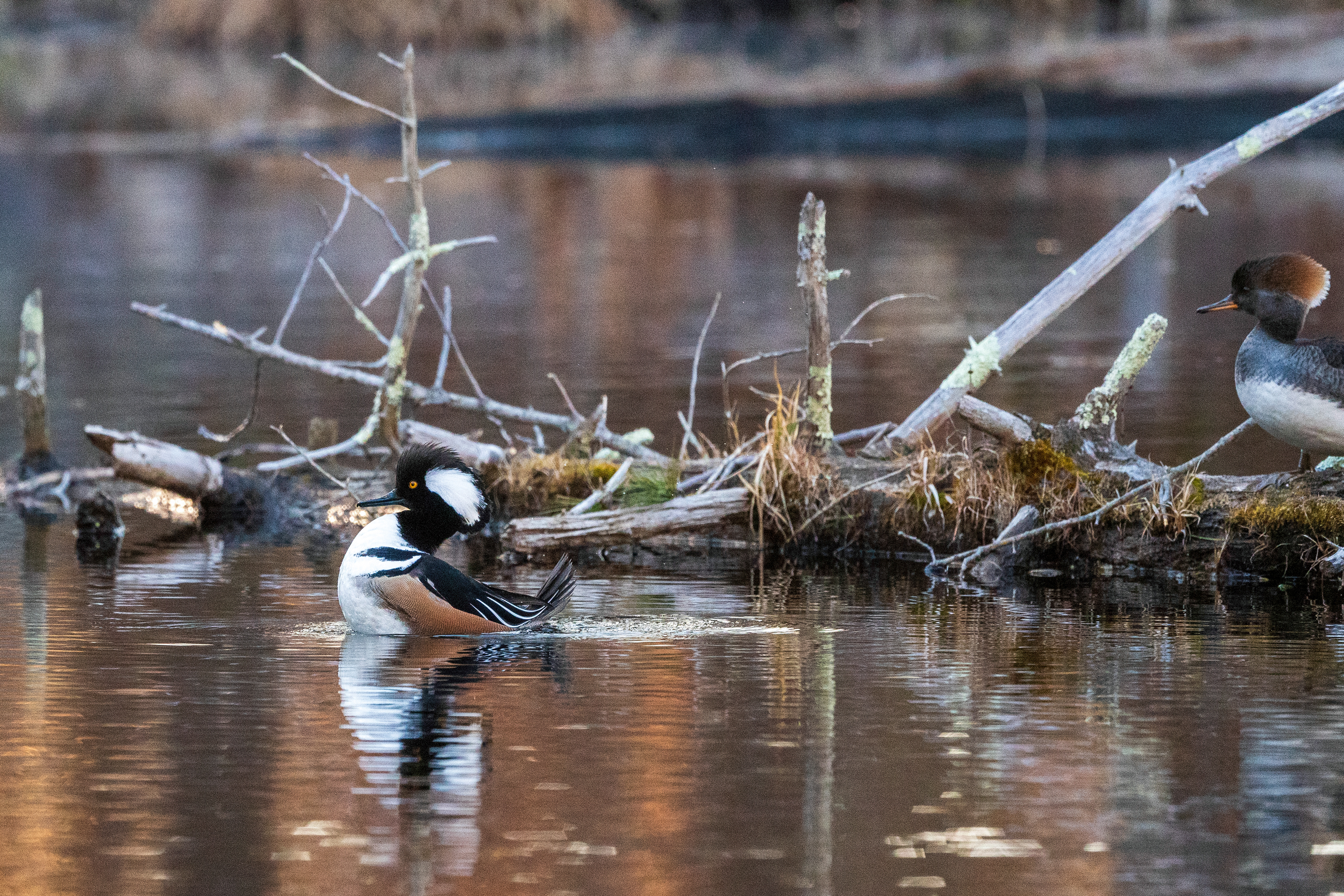 HOODED MERGANSER (Male on Display) ©2021