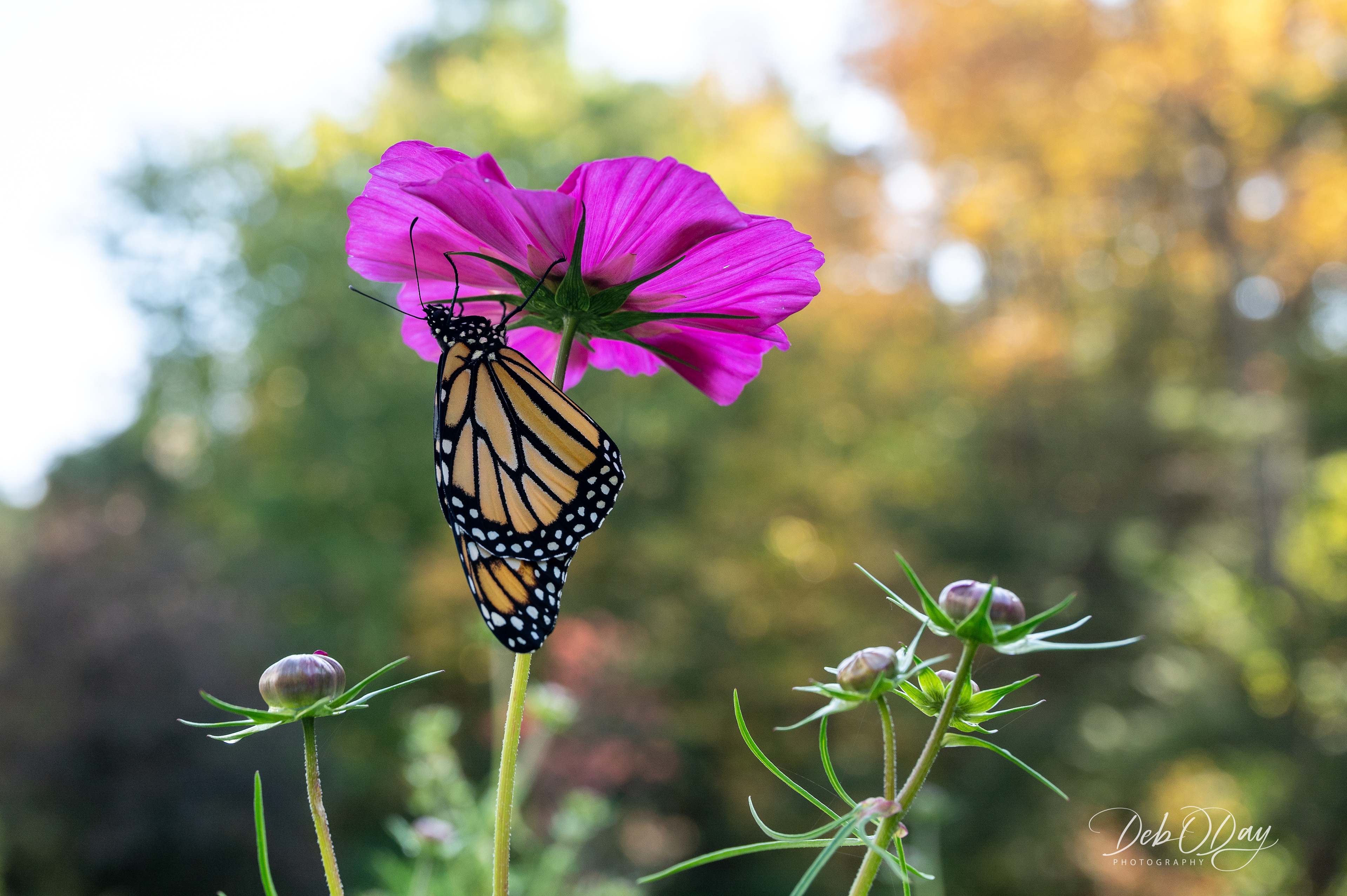 Cosmos - Newly hatched Monarch letting it's wings dry