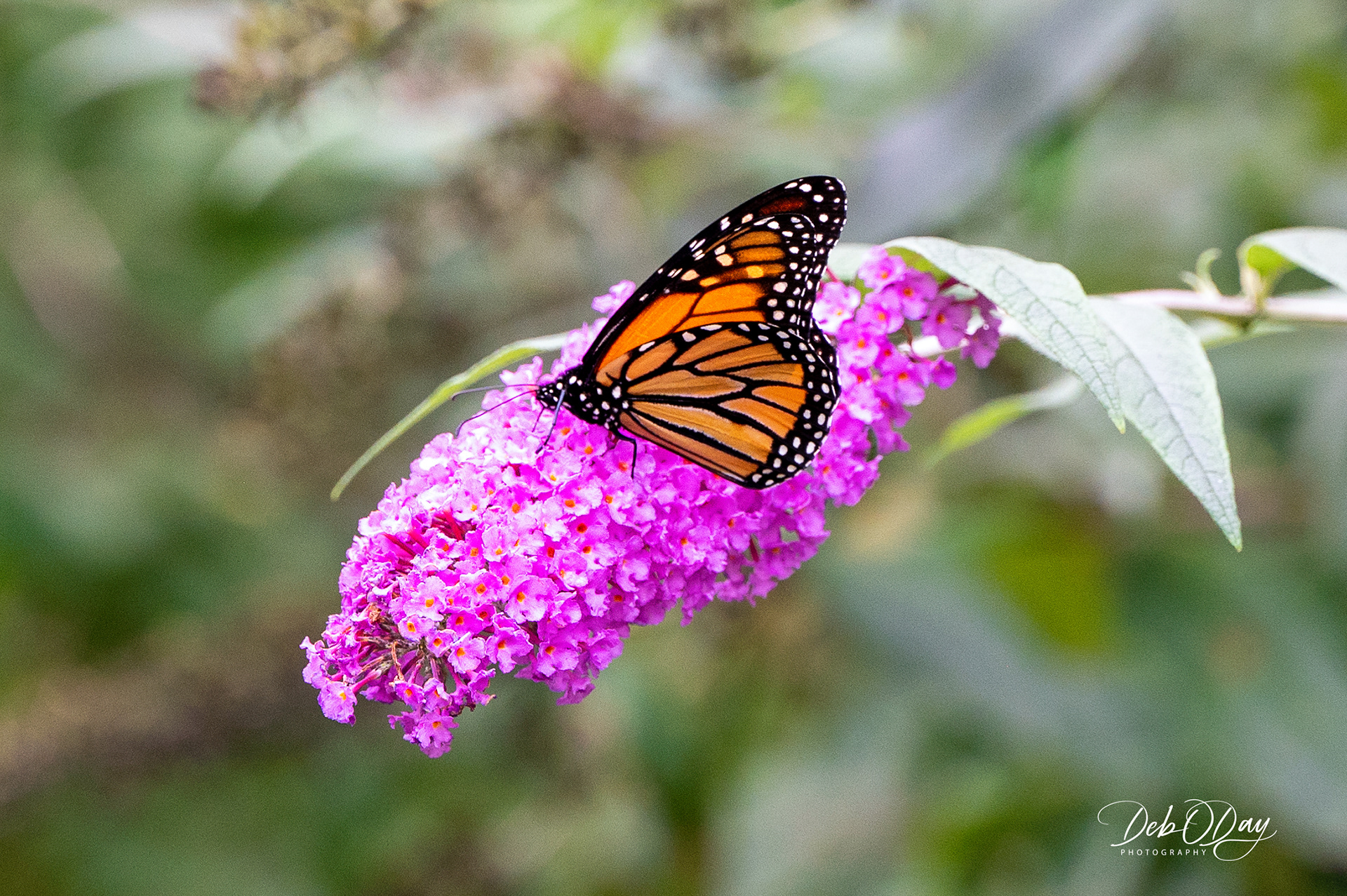 Butterfly Bush