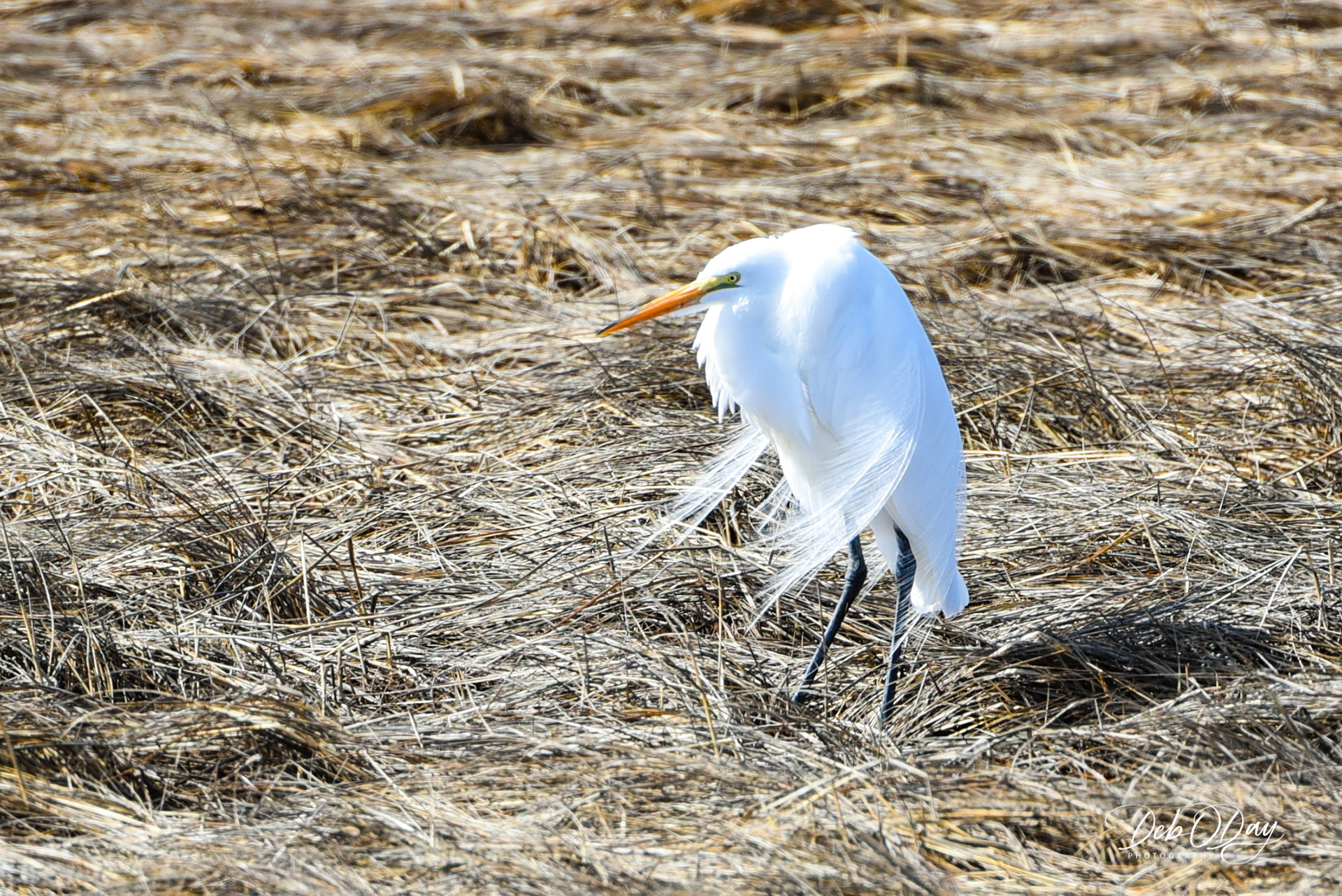 WHITE HERON @2018