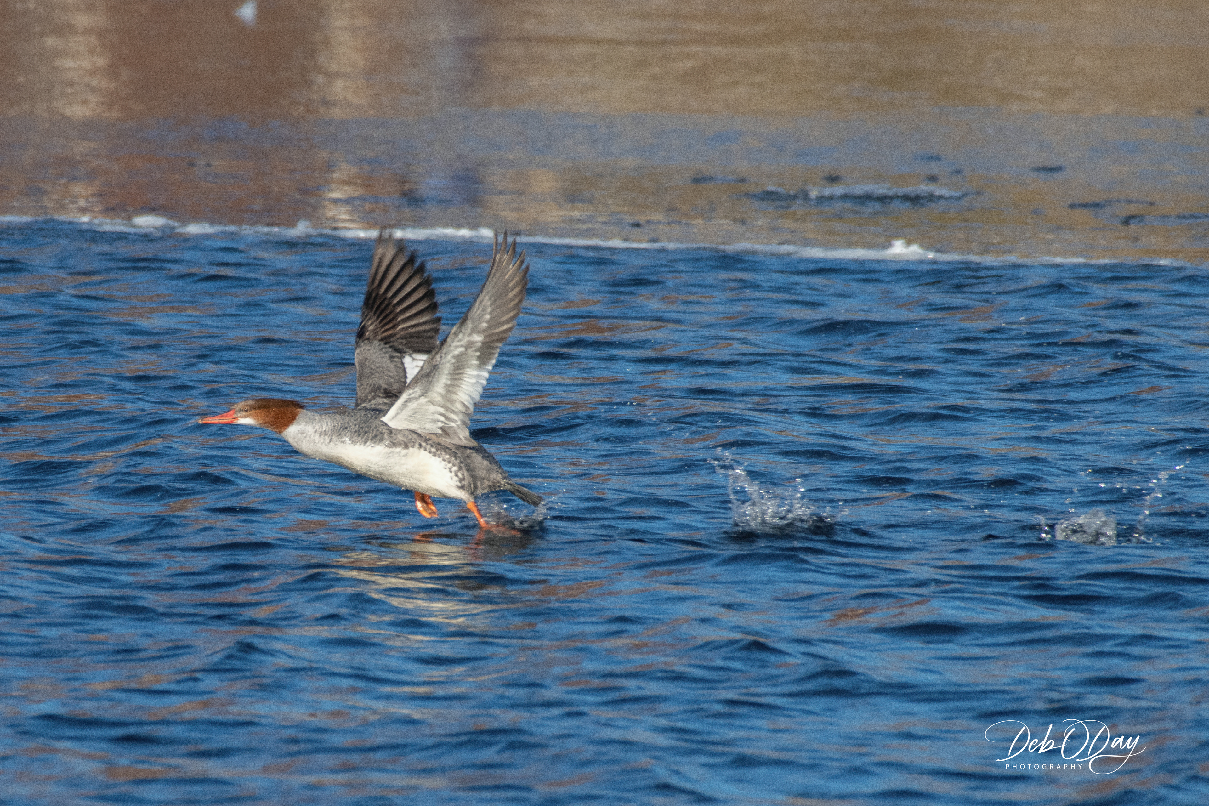 COMMON MERGANSER (Female) ©2020