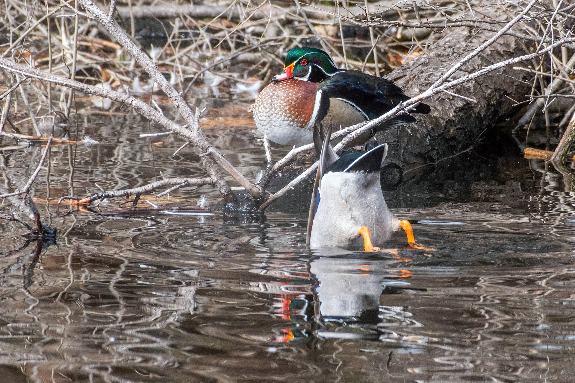 WOOD DUCK ©2020