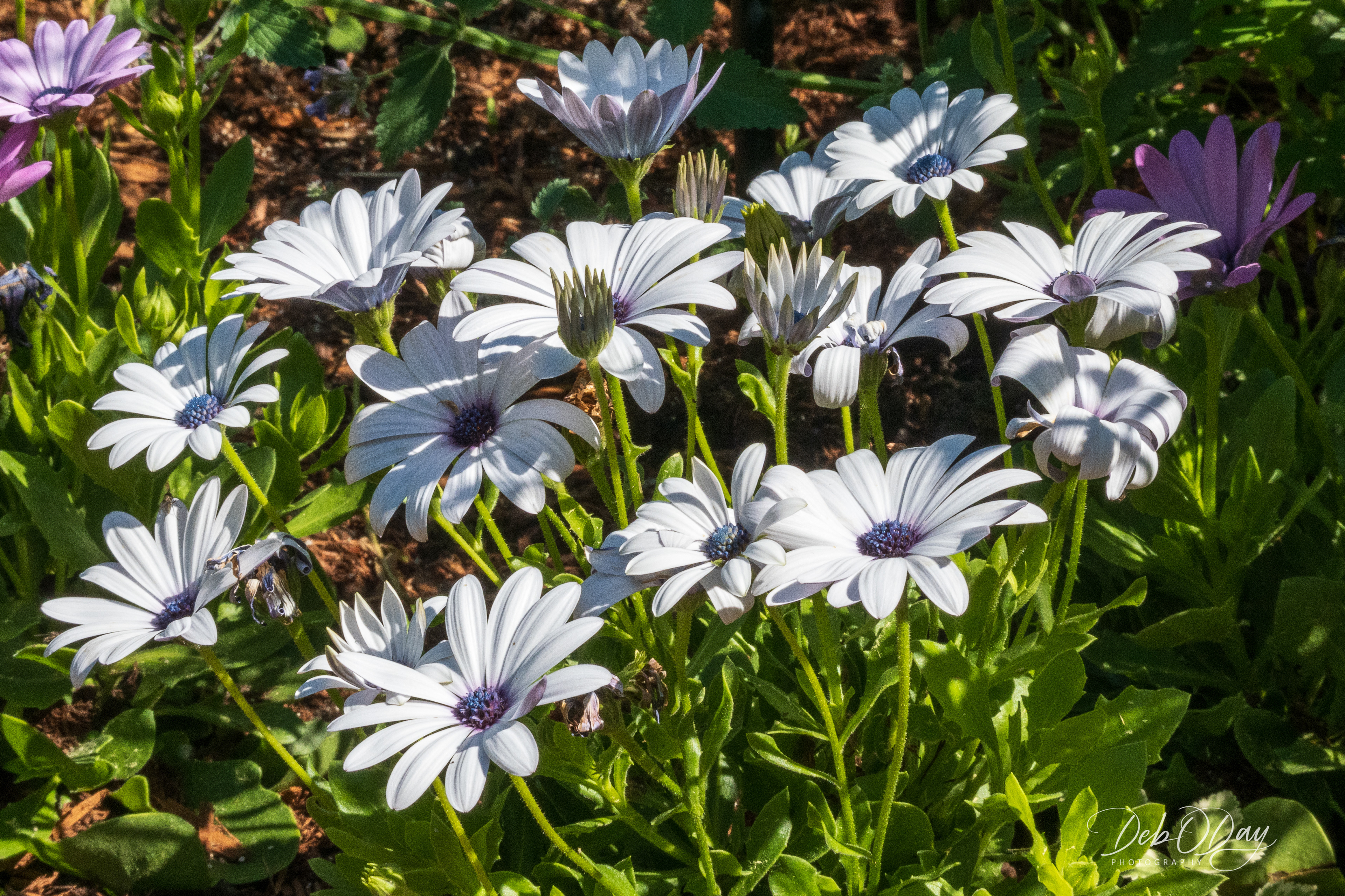 Osteopurnum African Daisy