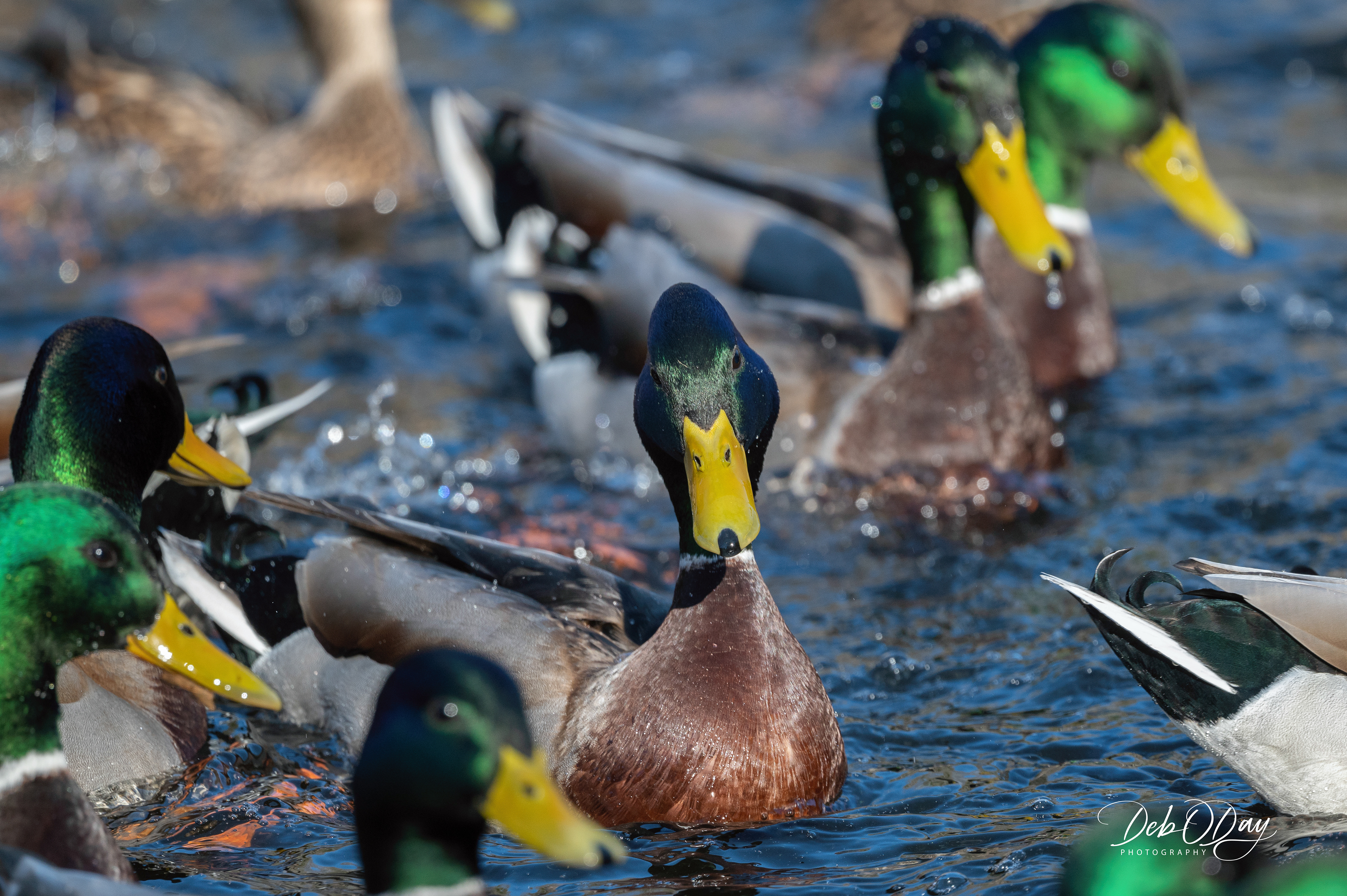 MALLARDs ©2020