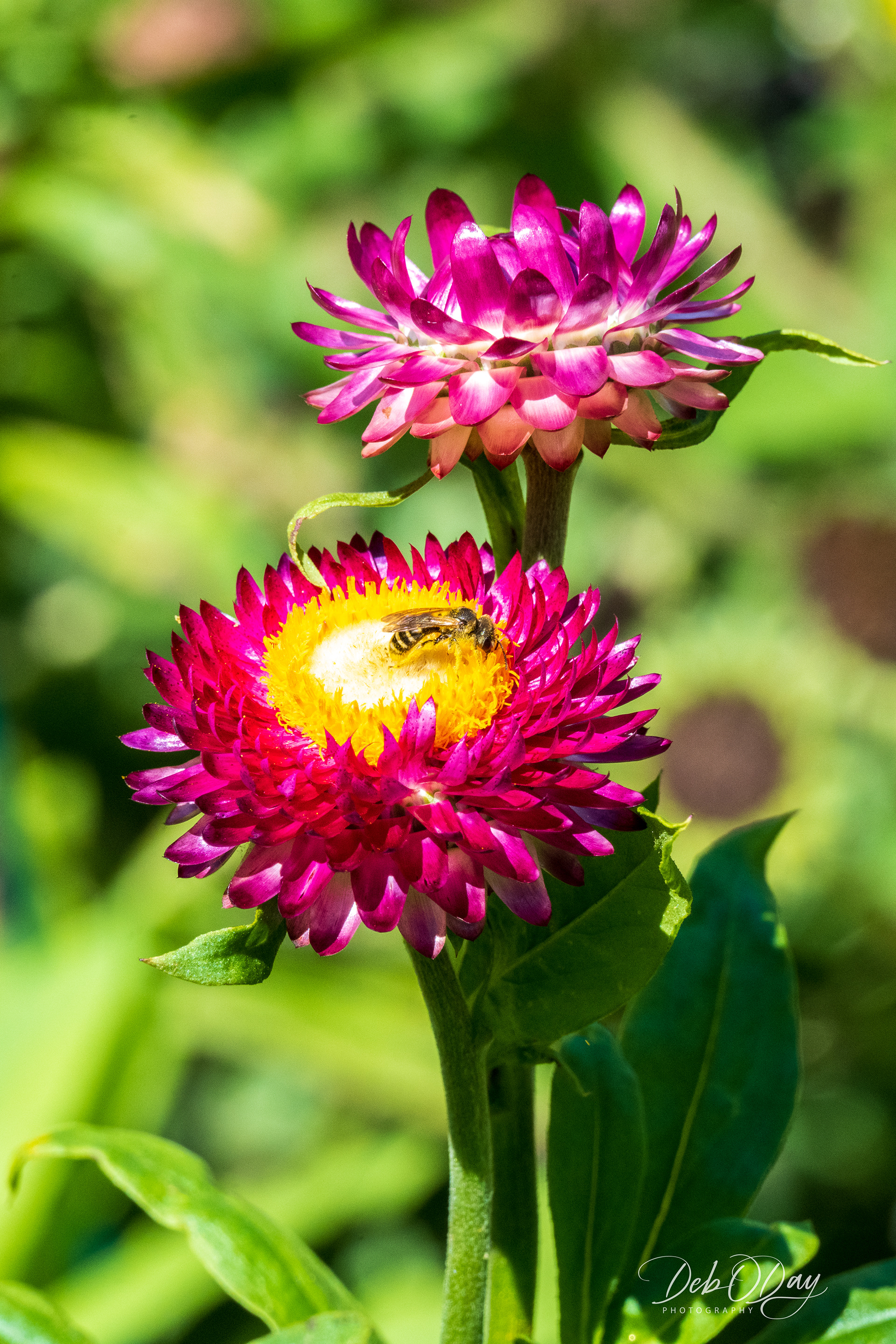 Red Strawflower