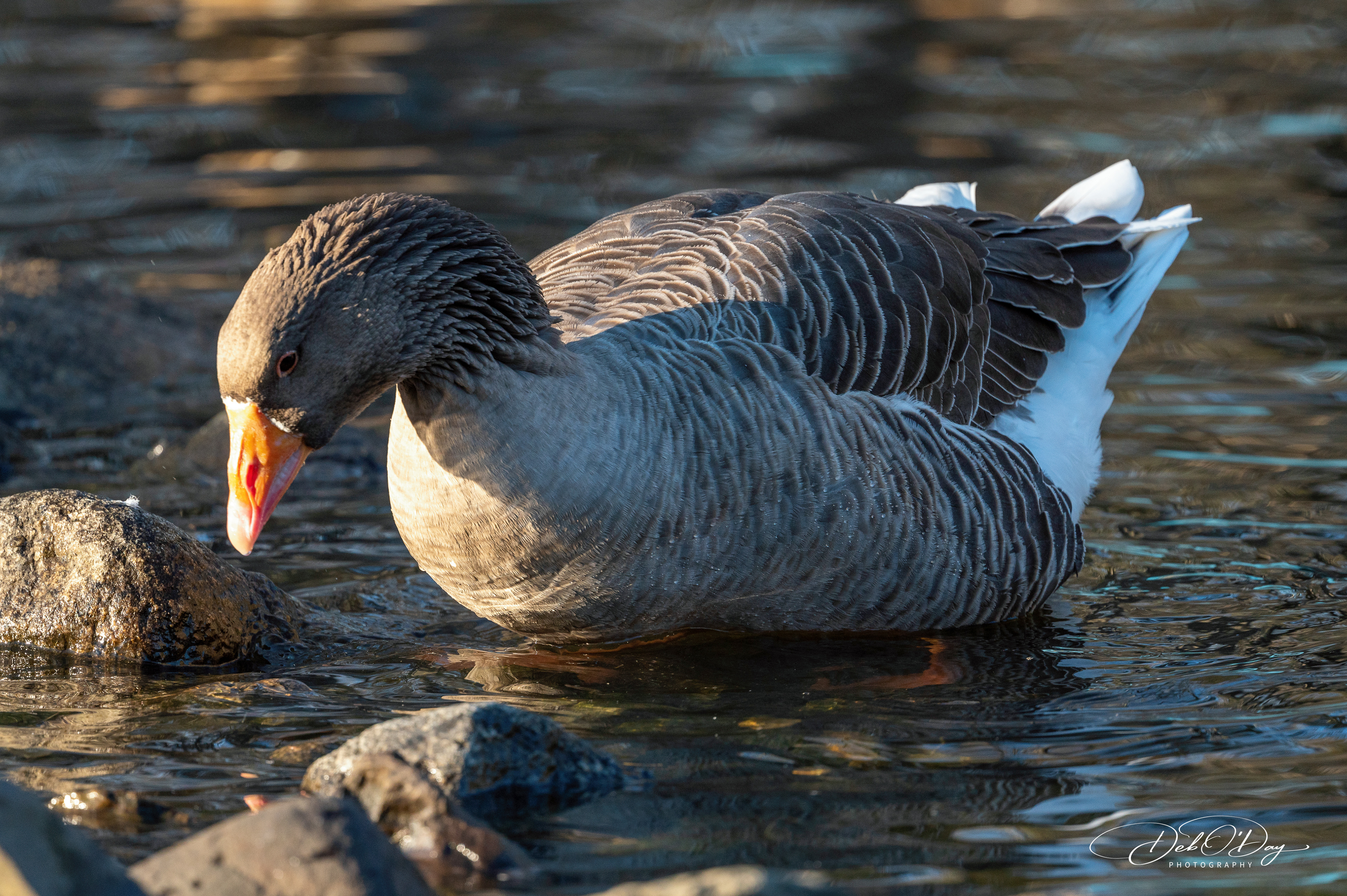 GOOSE .Duck Duck ... ©2022