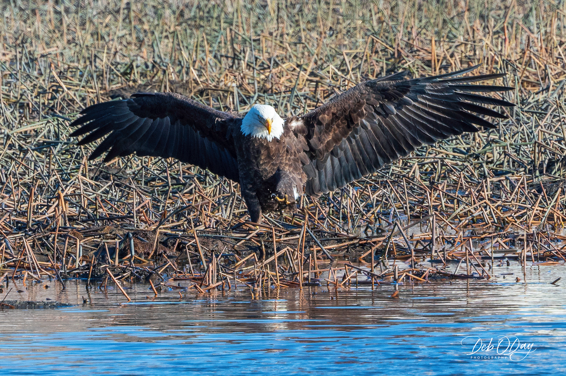 BALD EAGLE  ©2023