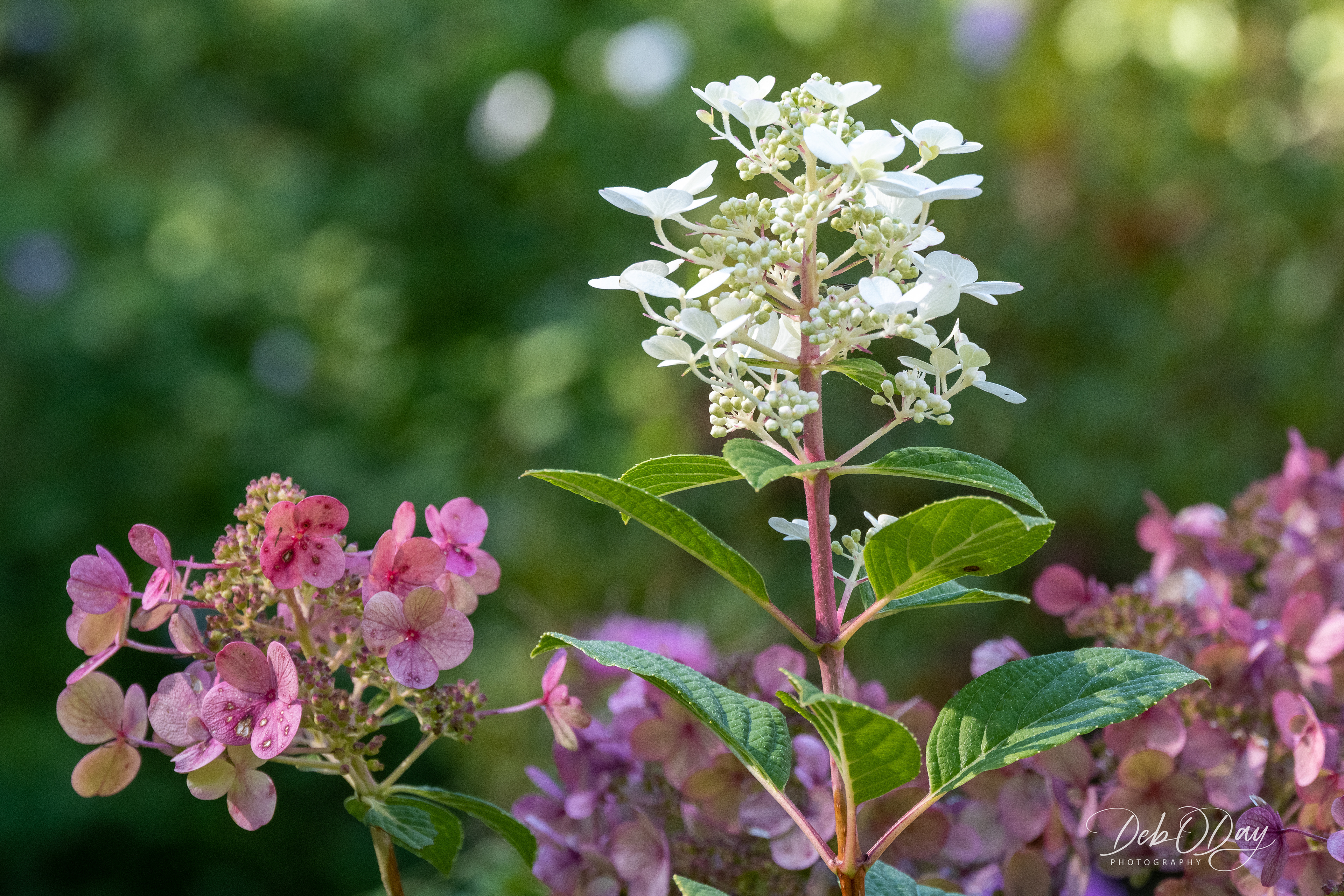 Hydranger - (Fire Light Fall)