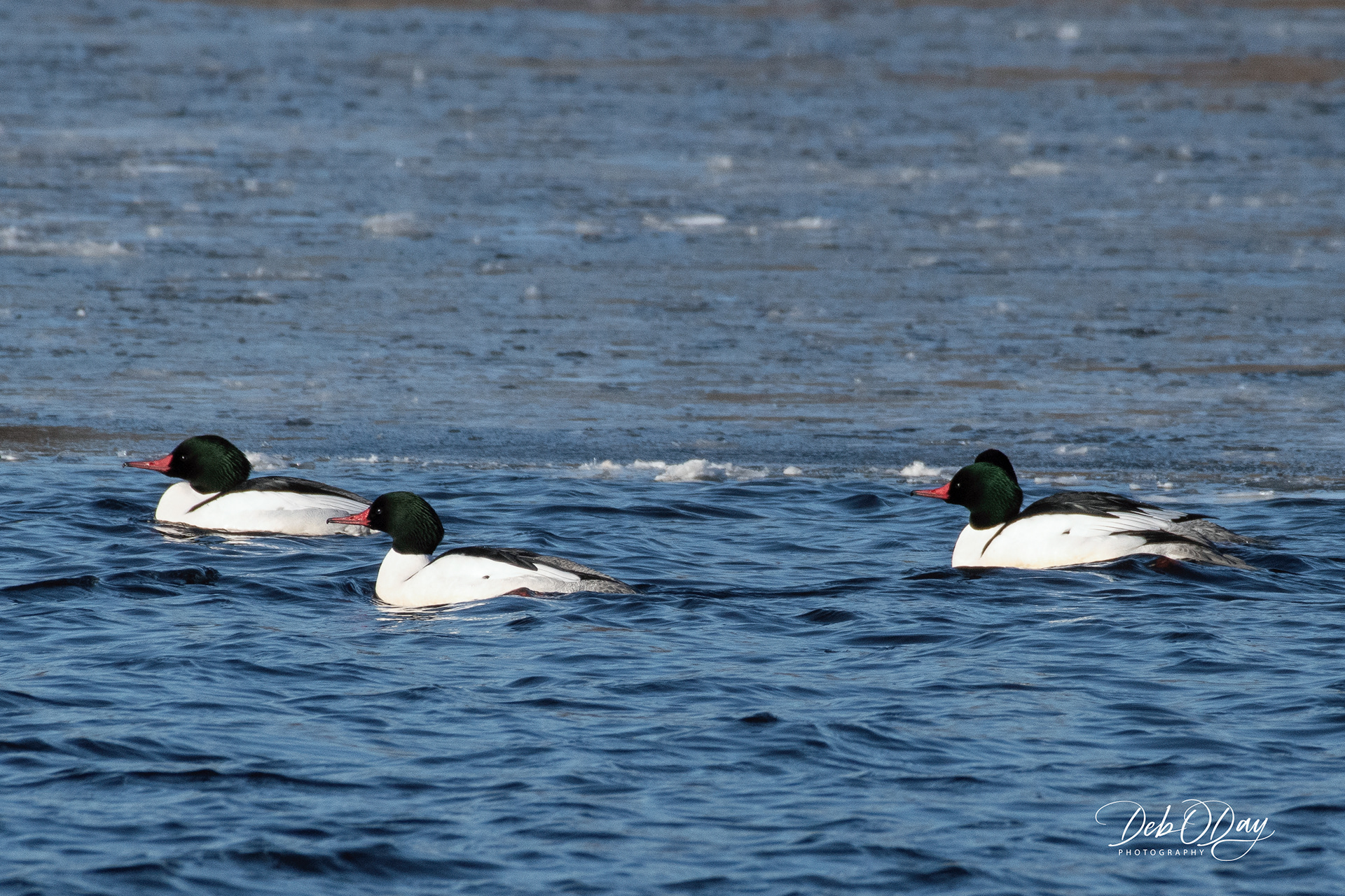 COMMON MERGANSERs (Males) ©2020