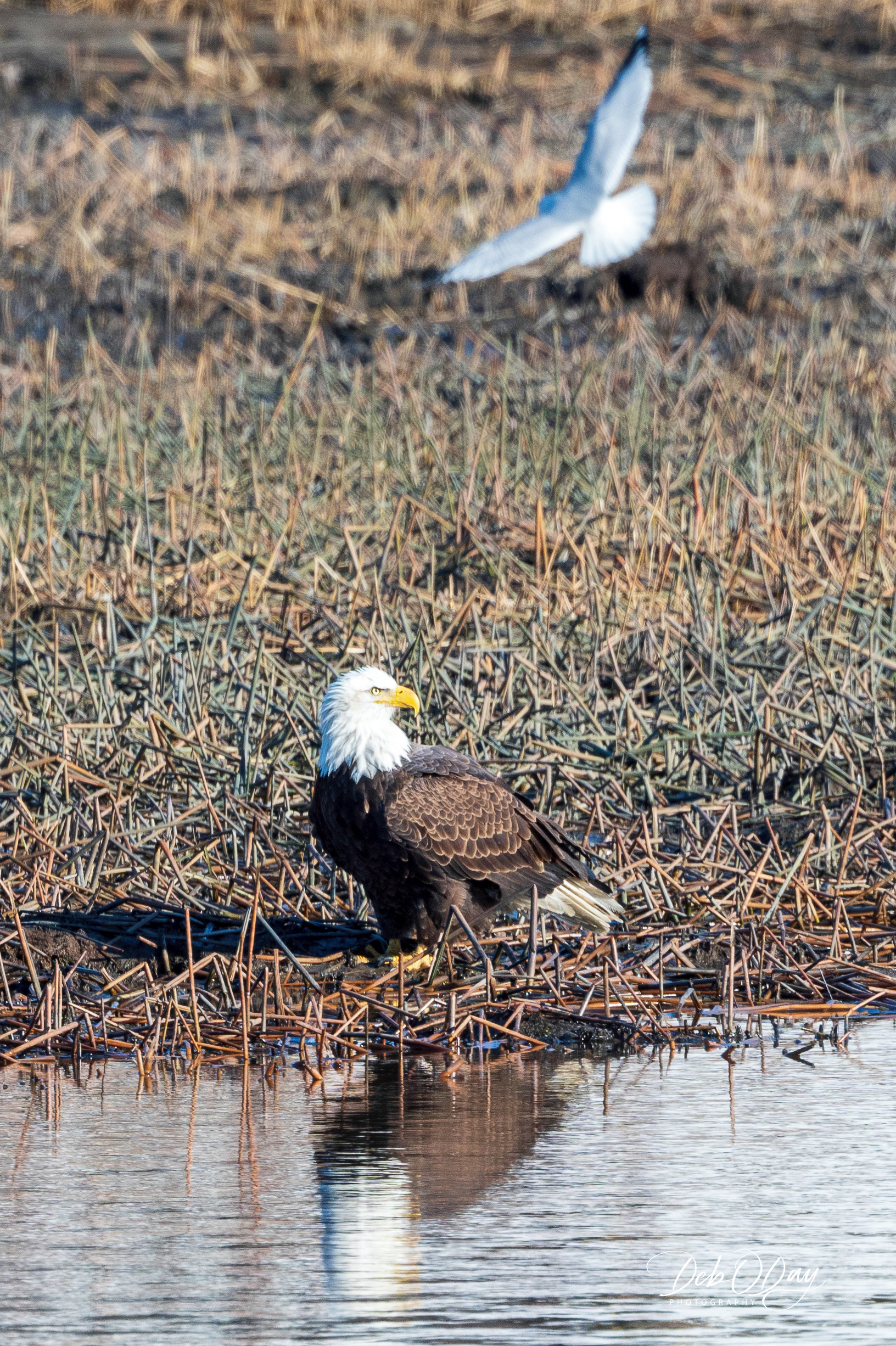 BALD EAGLE  ©2023