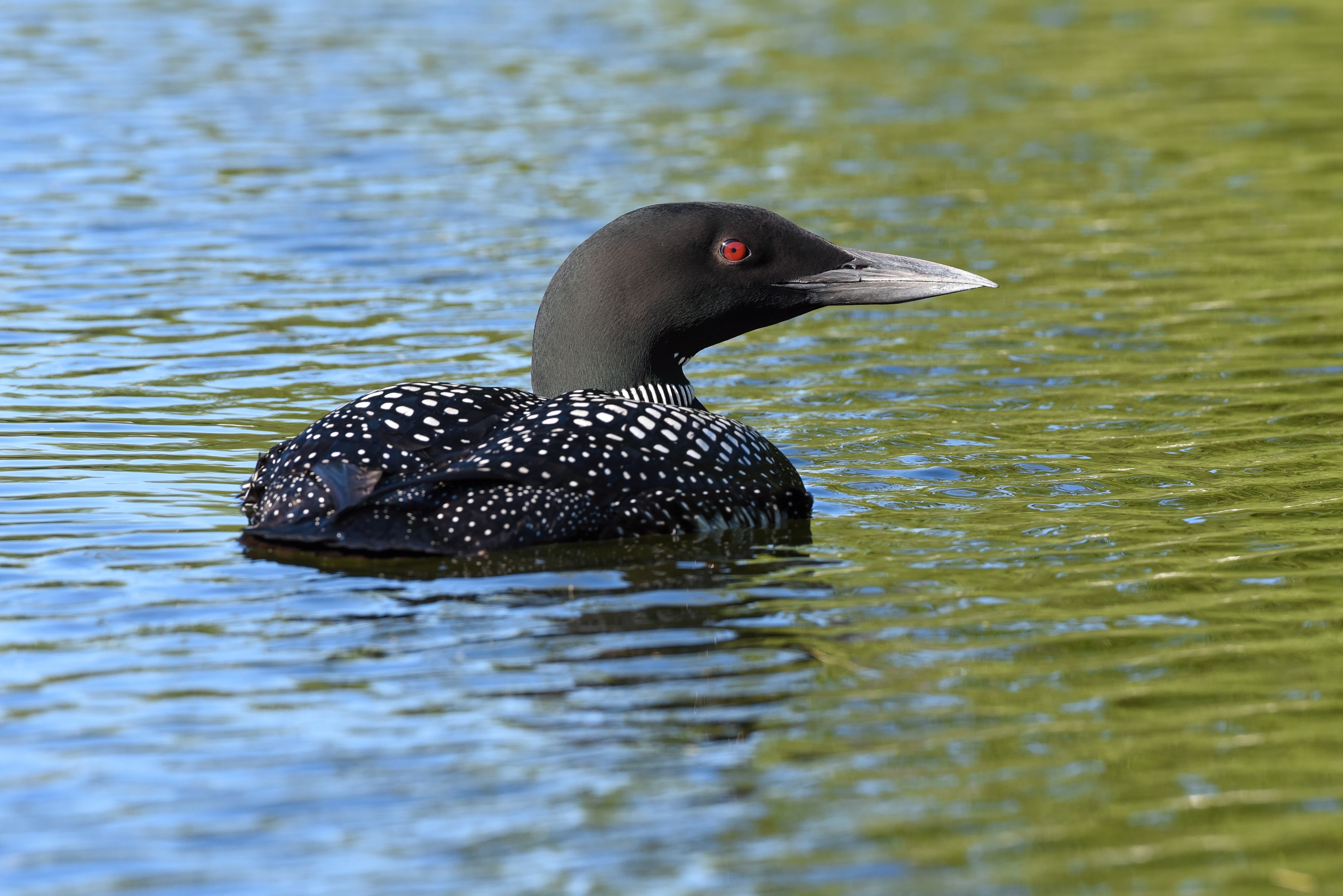 LOON ©2020