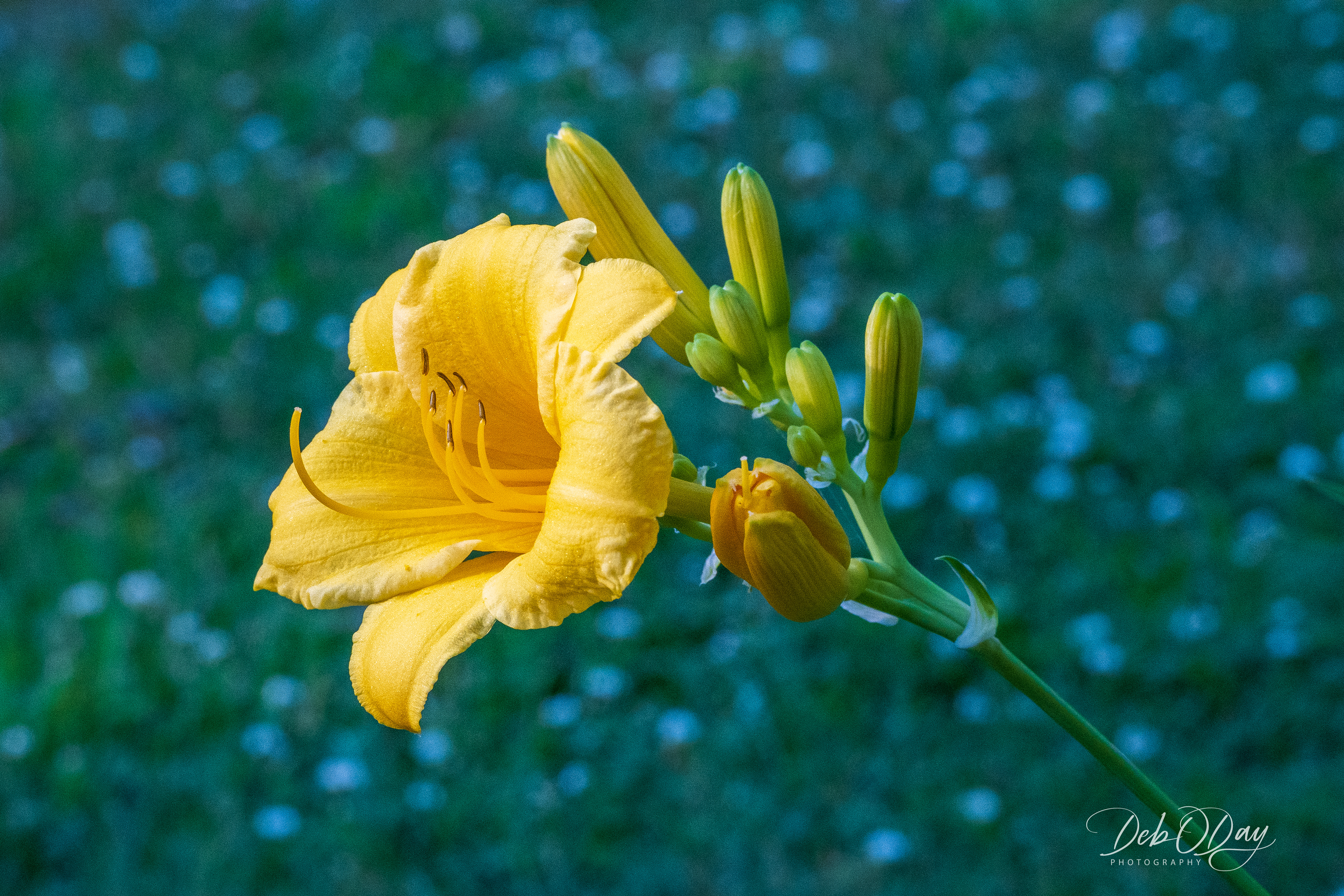Day Lily