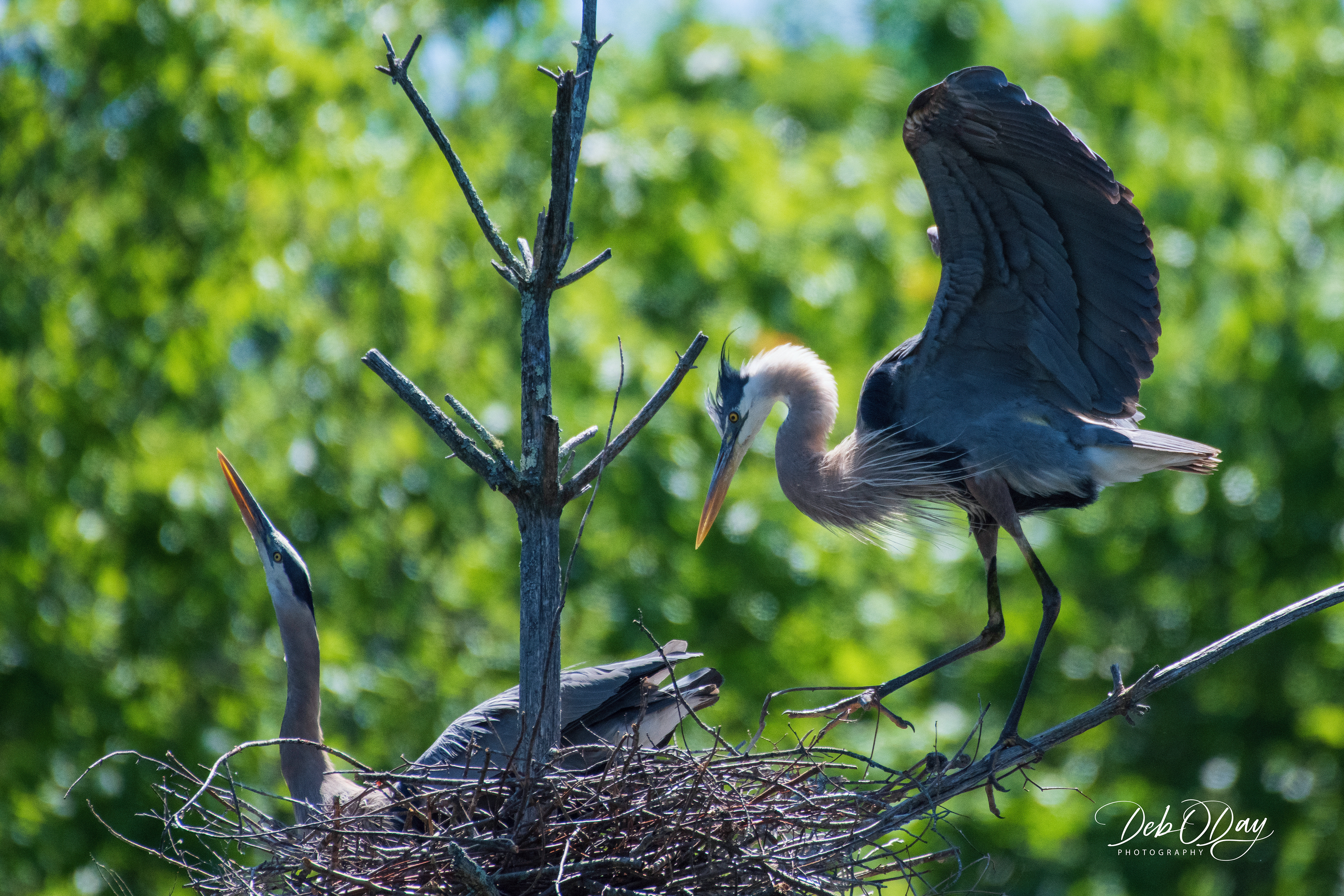 GBH (Display) ©2020