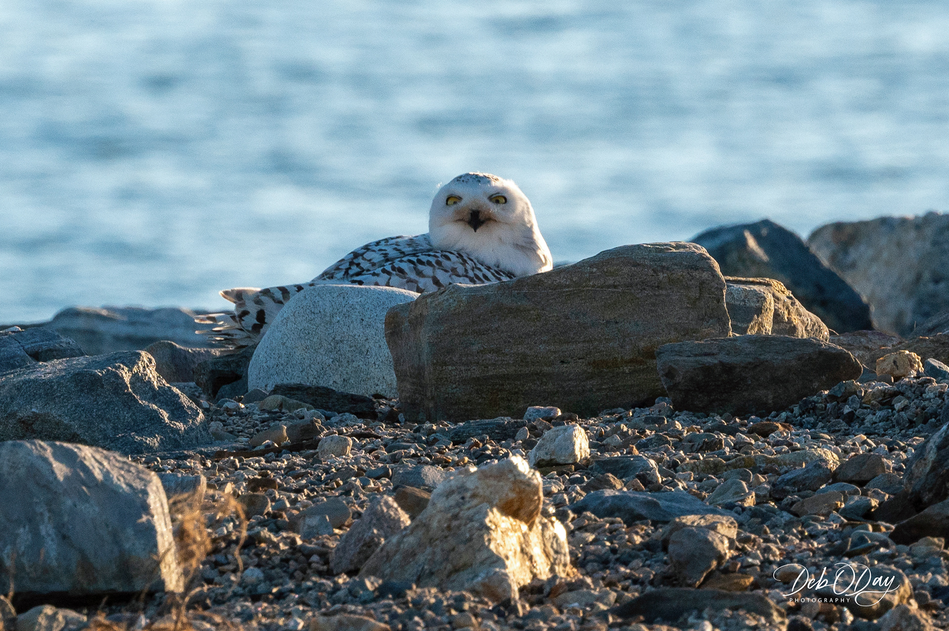 SNOWY OWL ©2023