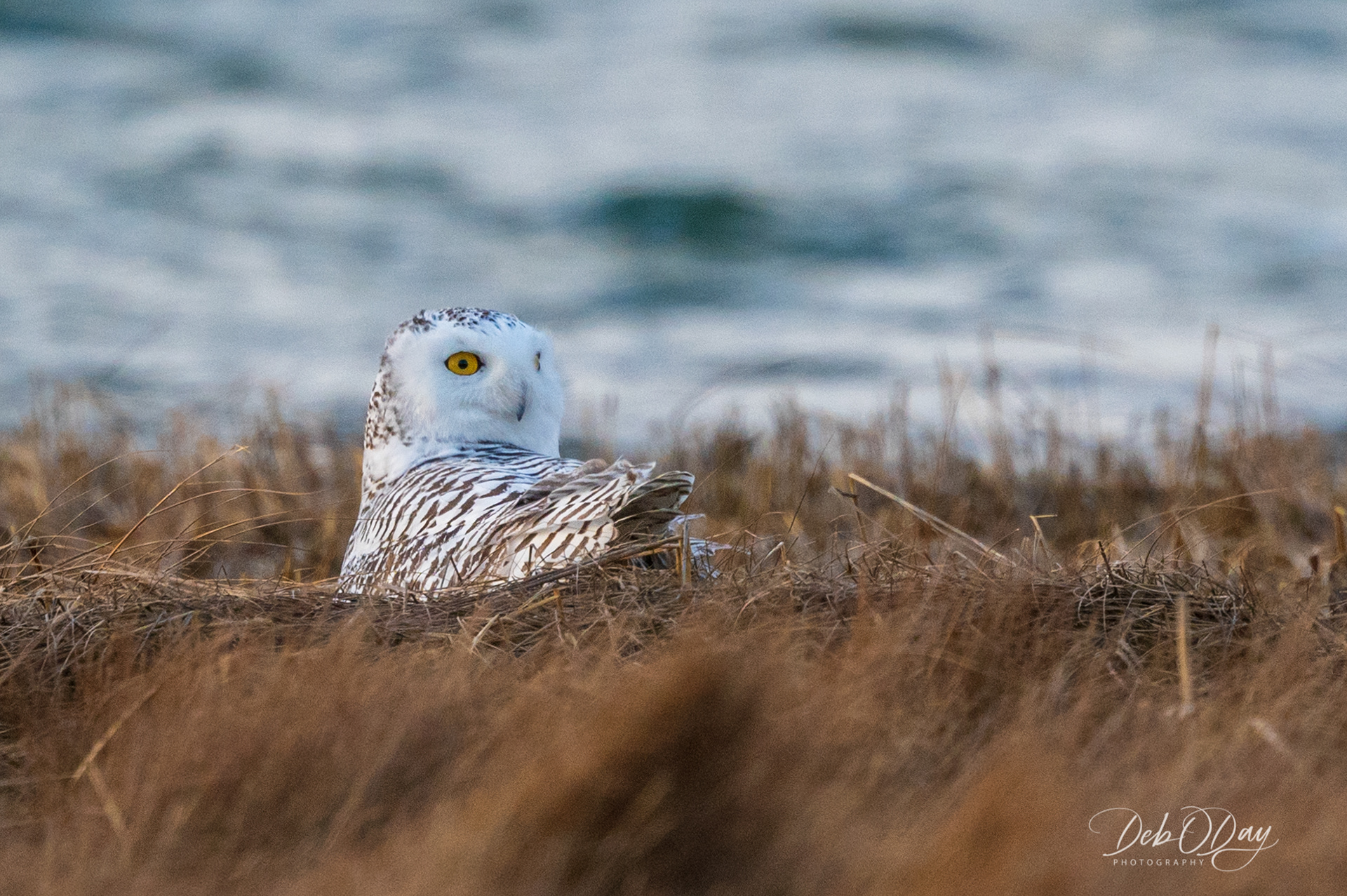 Snowy Owl ©2021