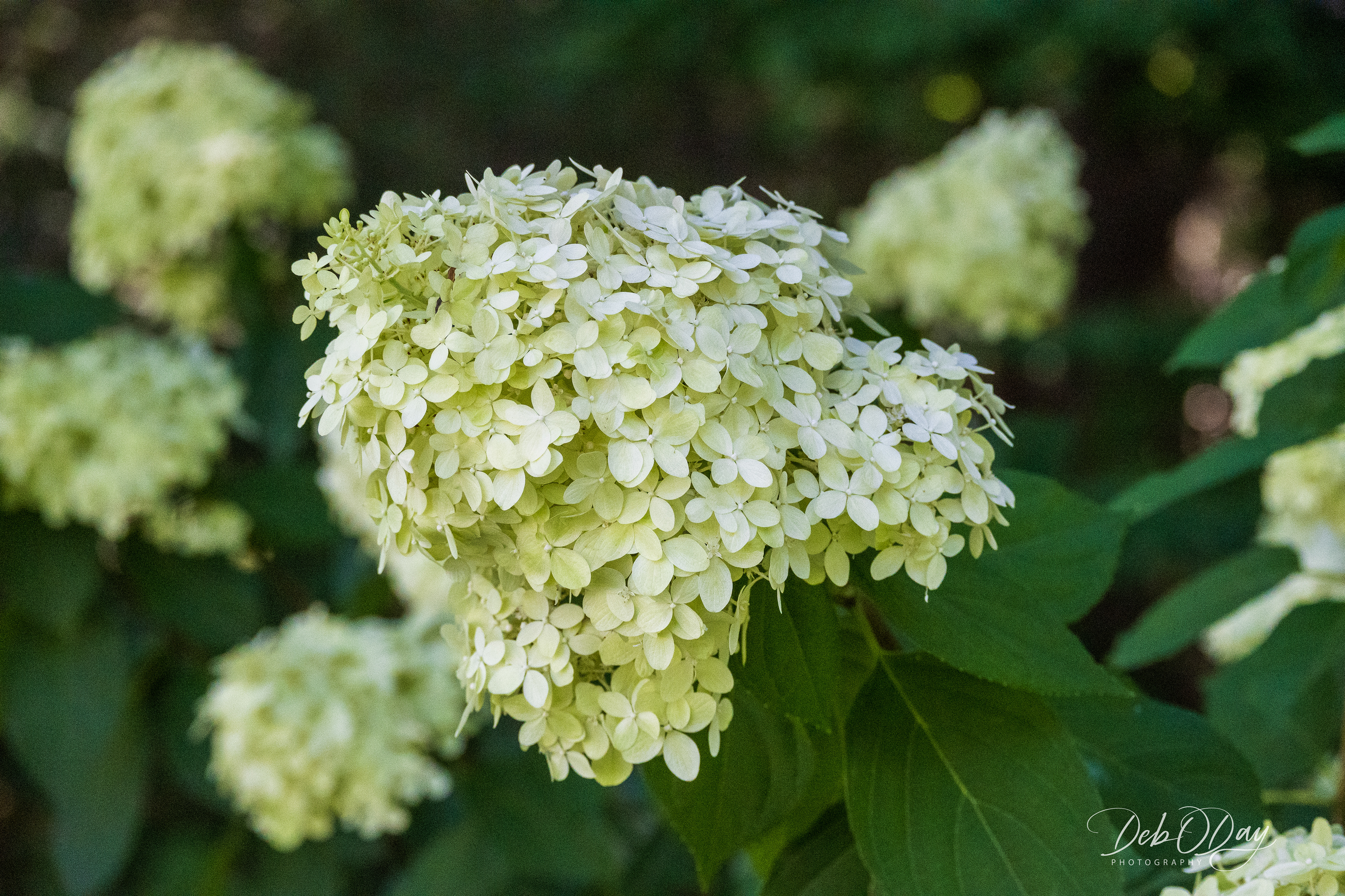 Hydrangea (Paniculata)