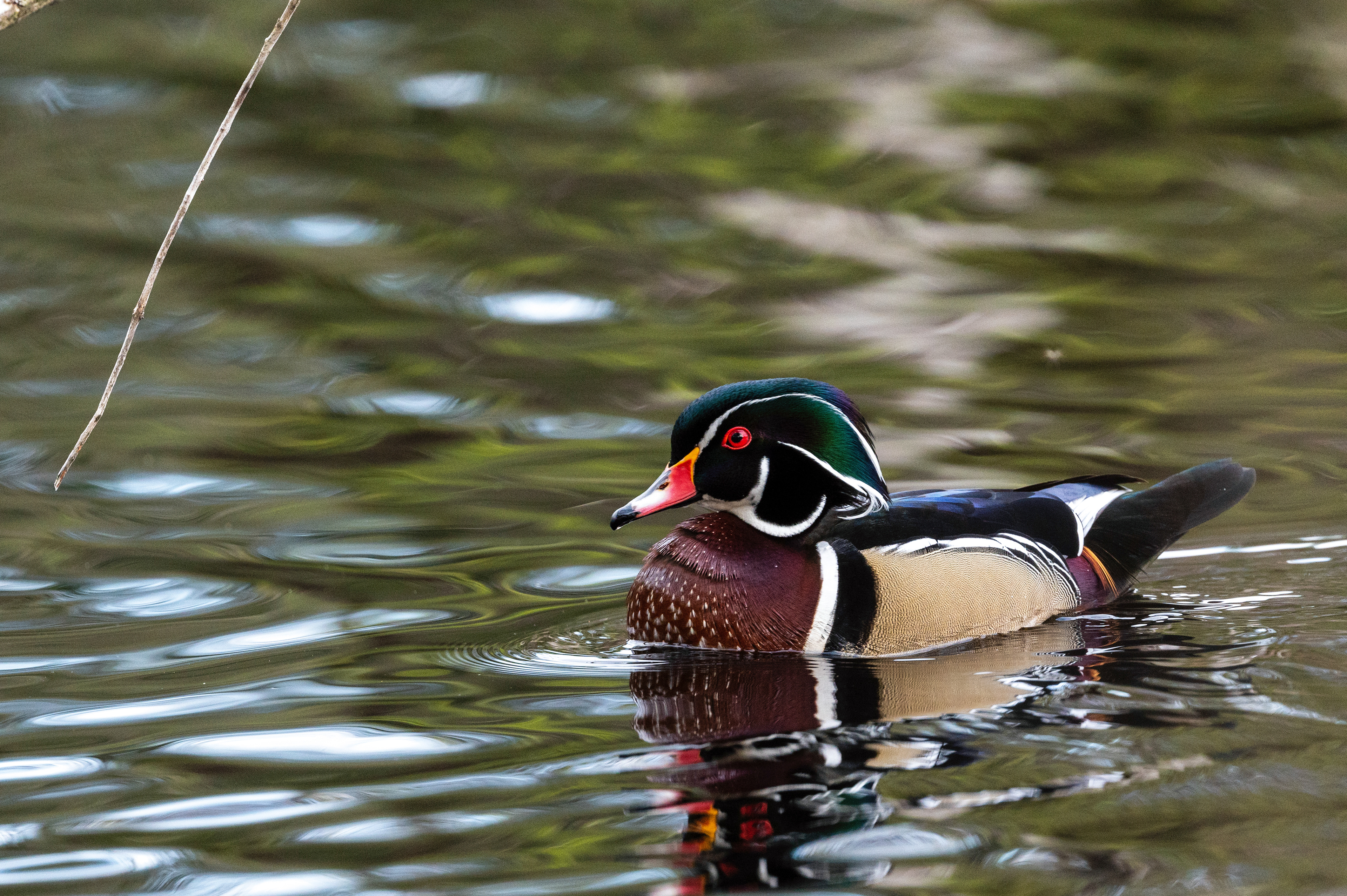 WOOD DUCK ©2021