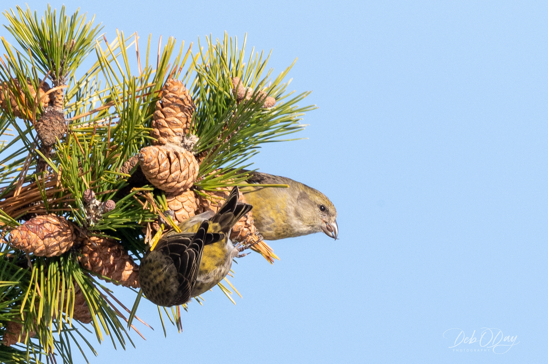 Pine Grosbeak(s)