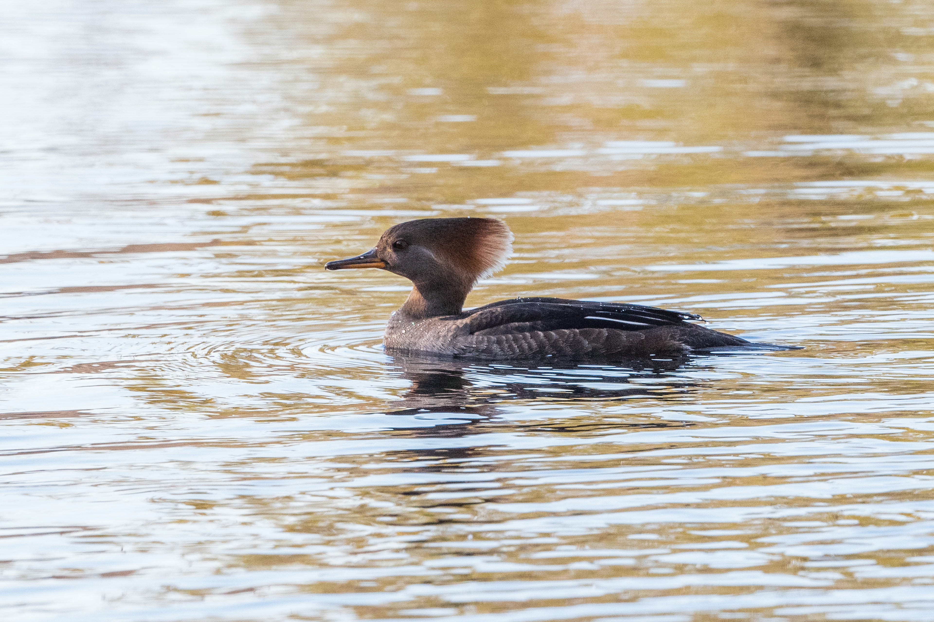 HOODED MERGANSER (Female) ©2021