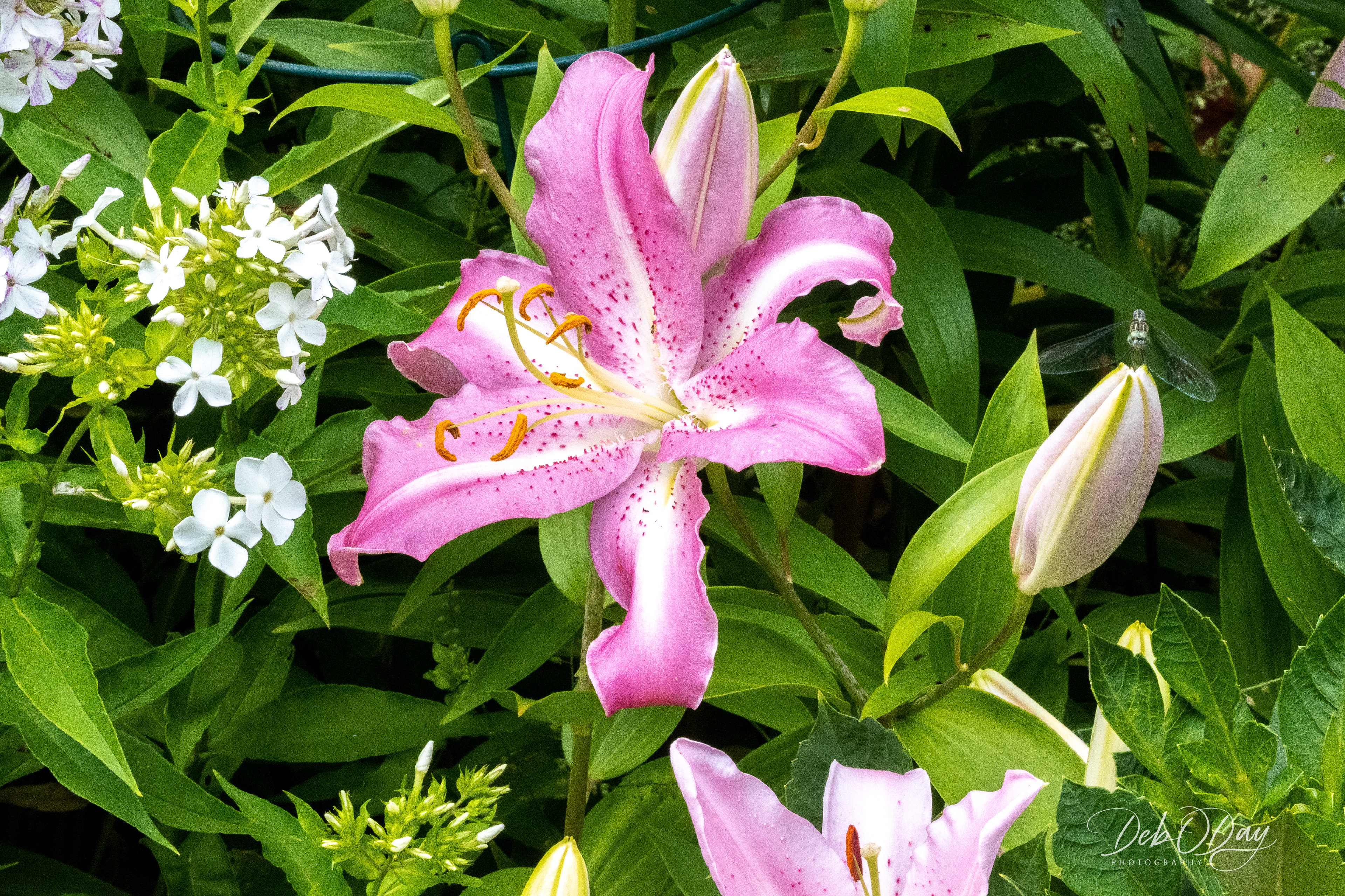 Oriental Lily