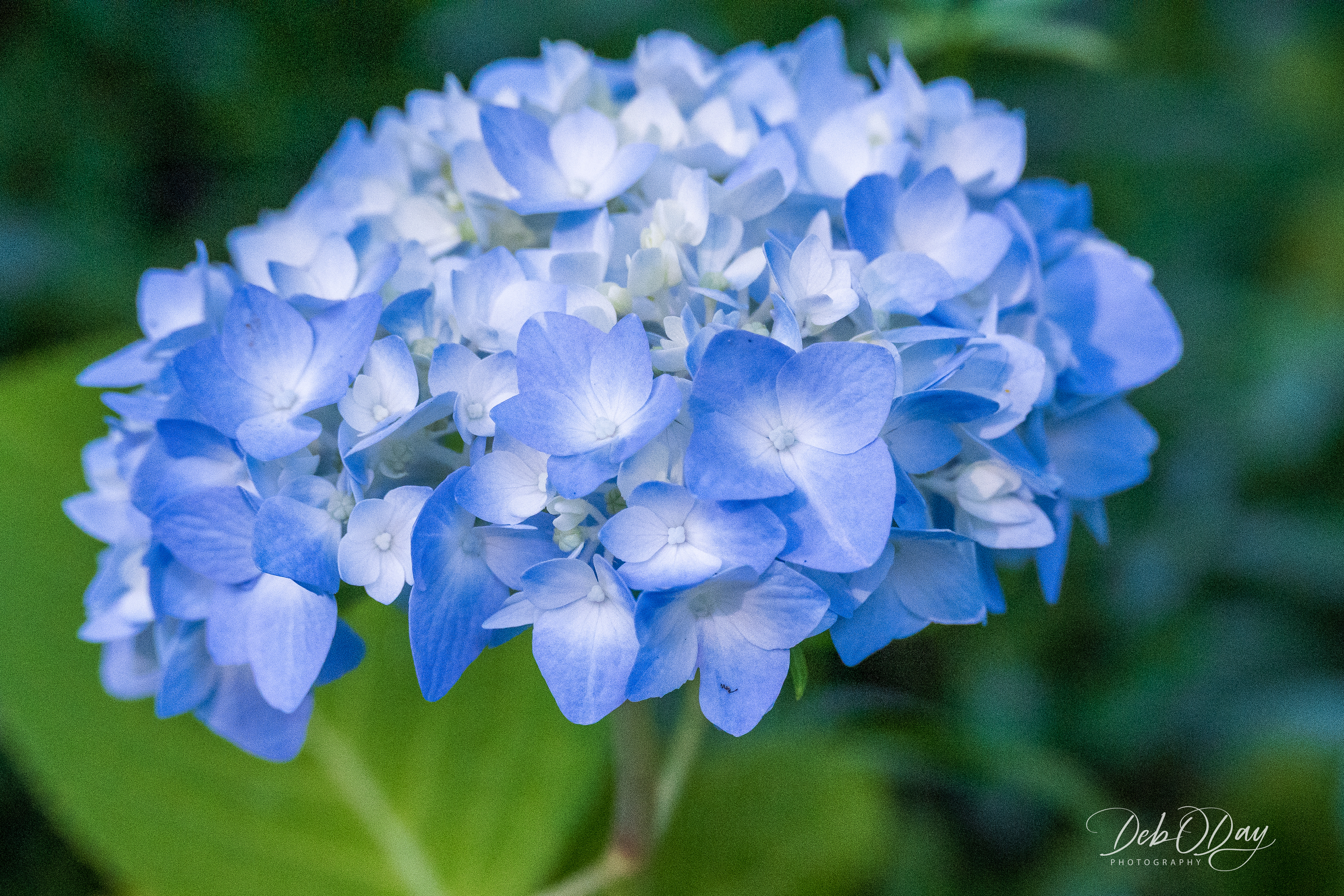 Hydrangea (Bigleaf)