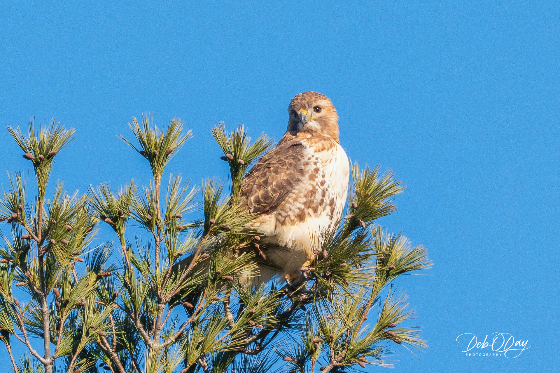RED TAIL HAWK ©2023