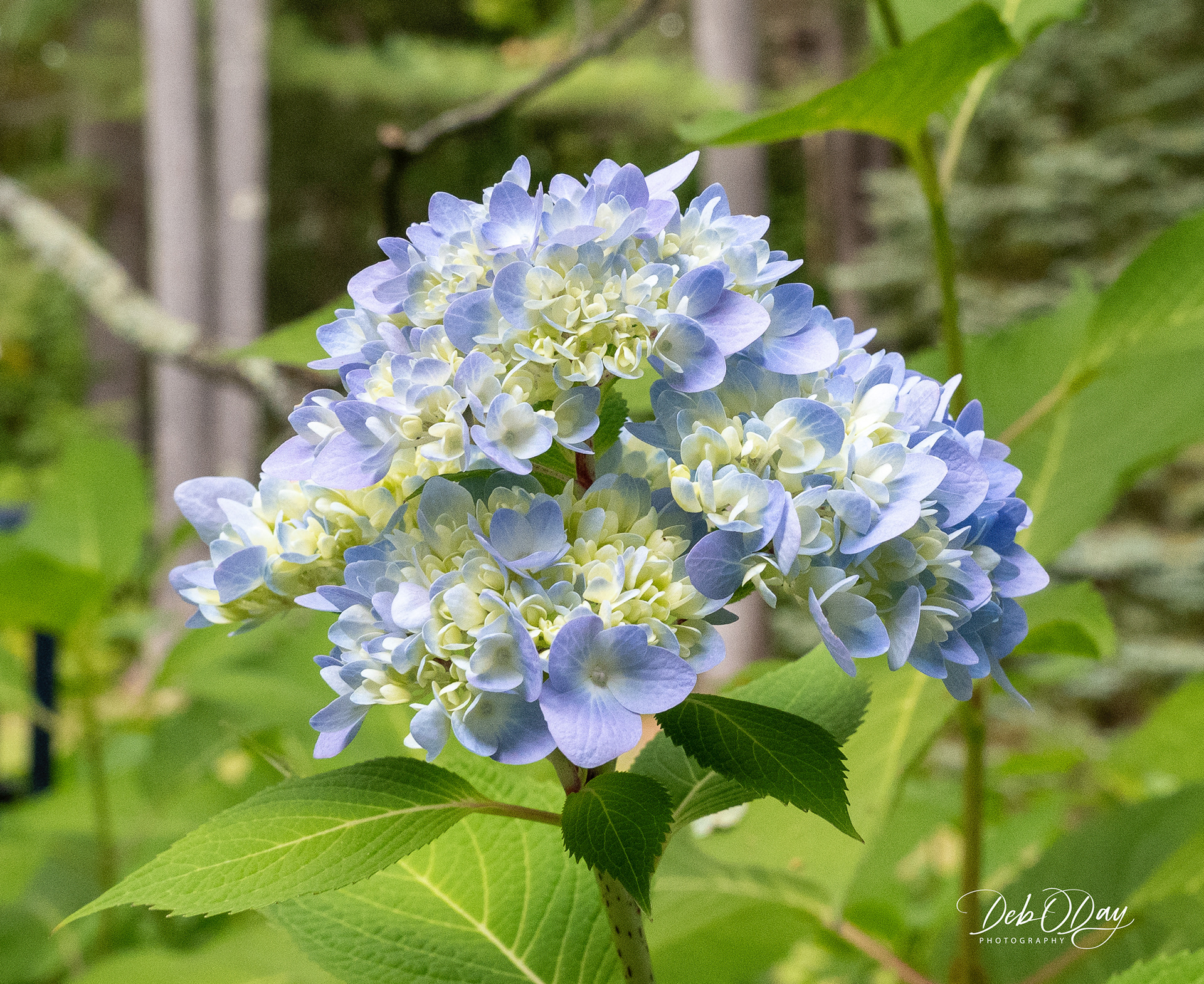 Hydrangea (Bigleaf)
