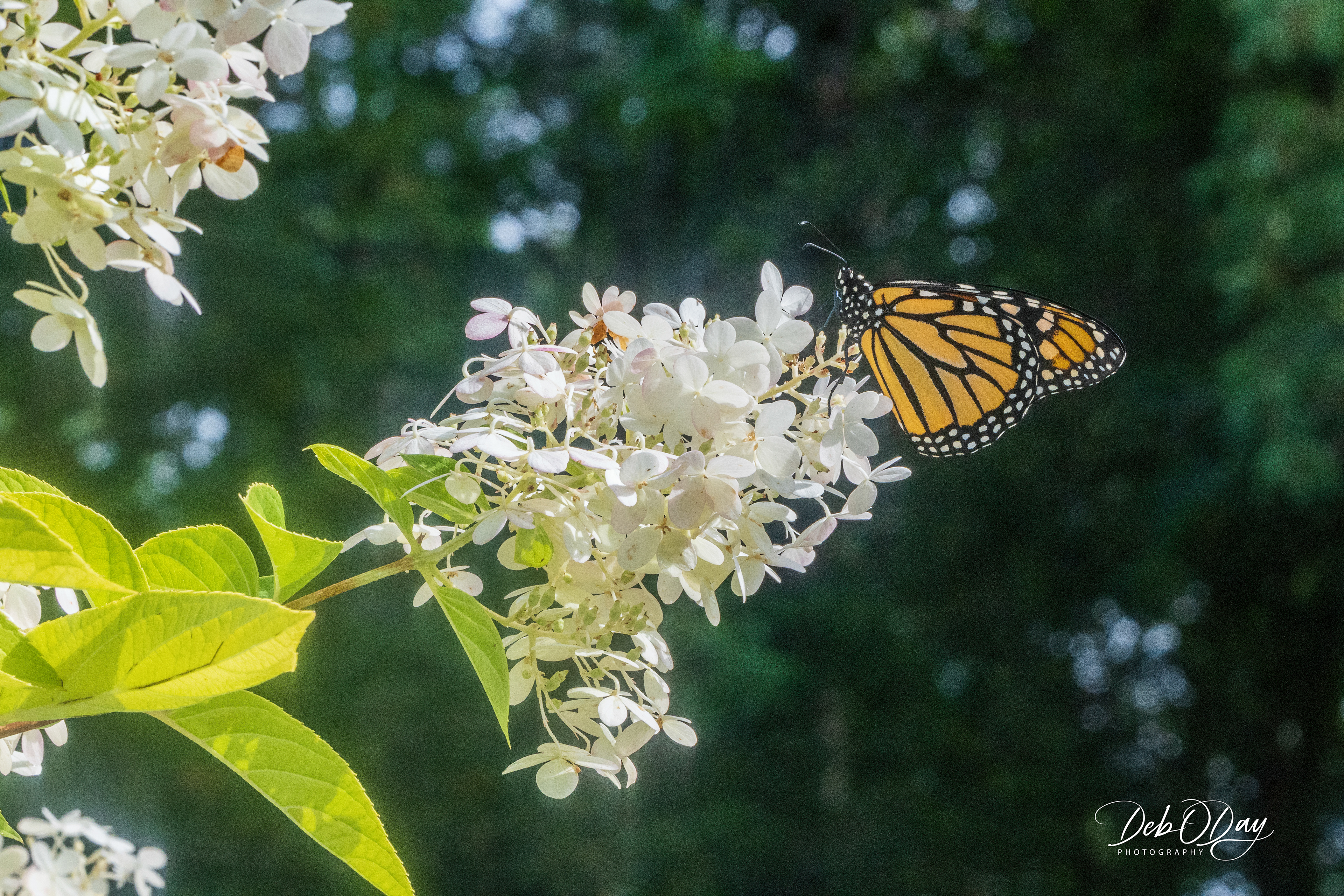 Hydrangea Tree (Paniculata)