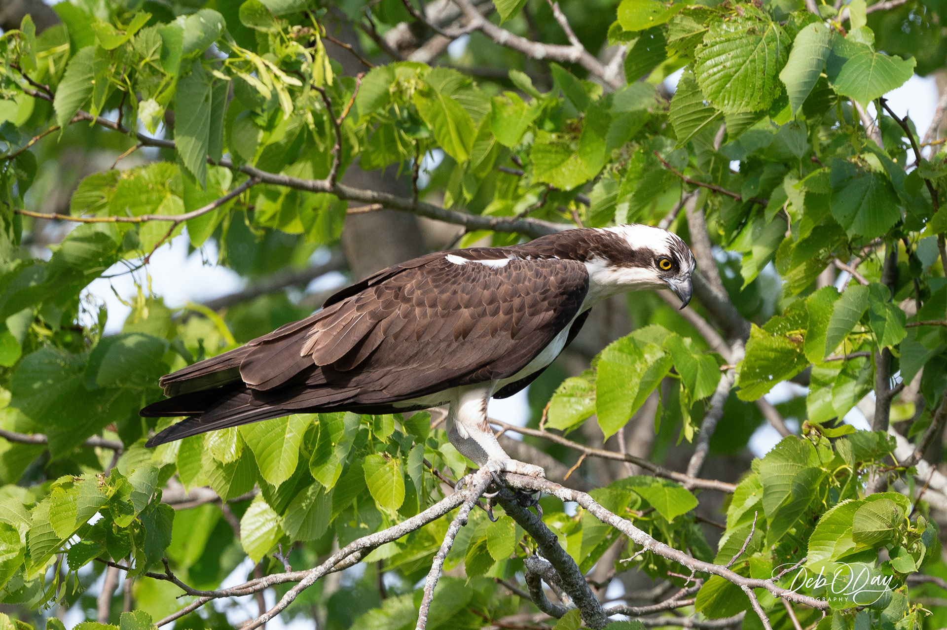OSPREY (Fishing) ©2022