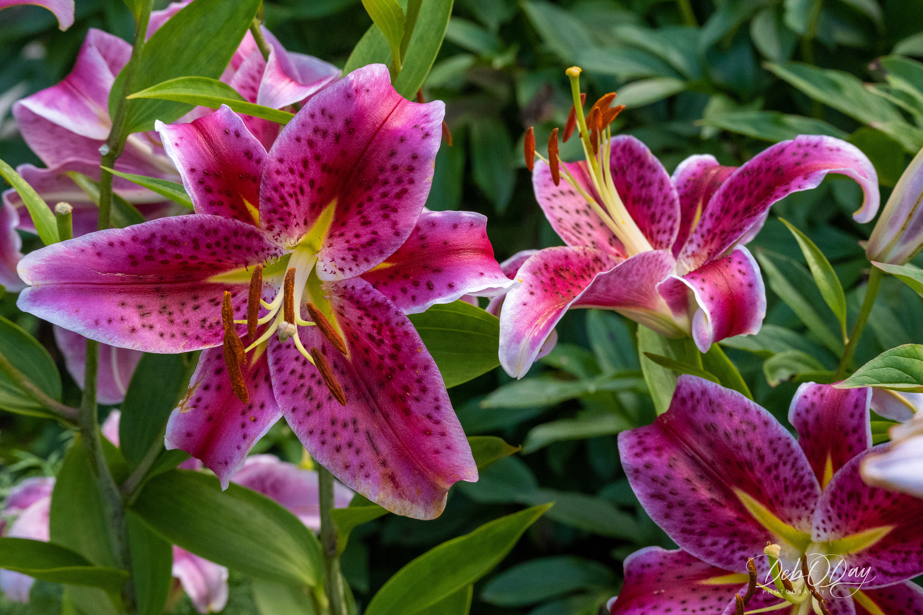 Oriental Lily Stargazer